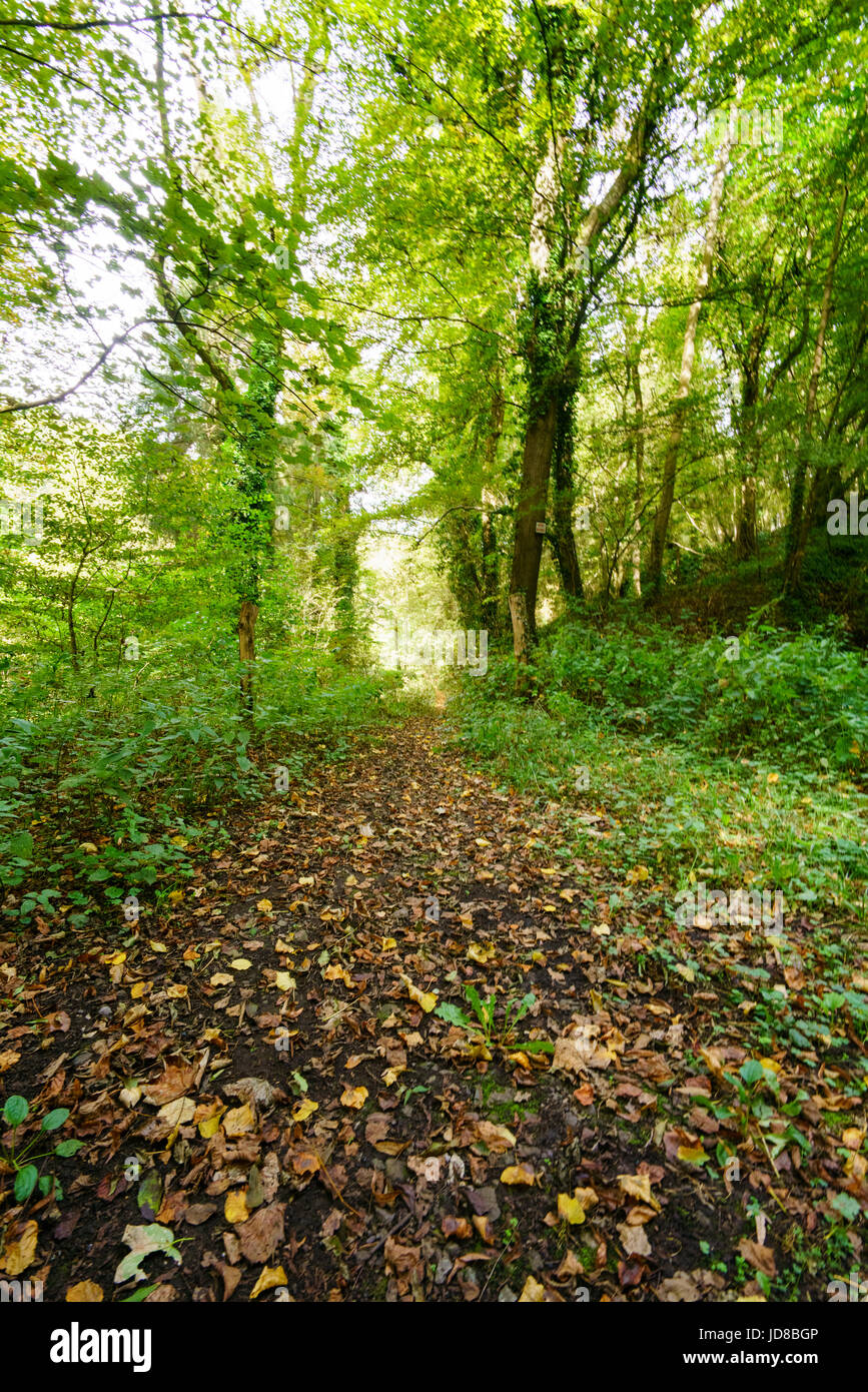 Foglie di autunno a copertura pista sterrata in foresta verde scena, Belgio Belgio europa Foto Stock