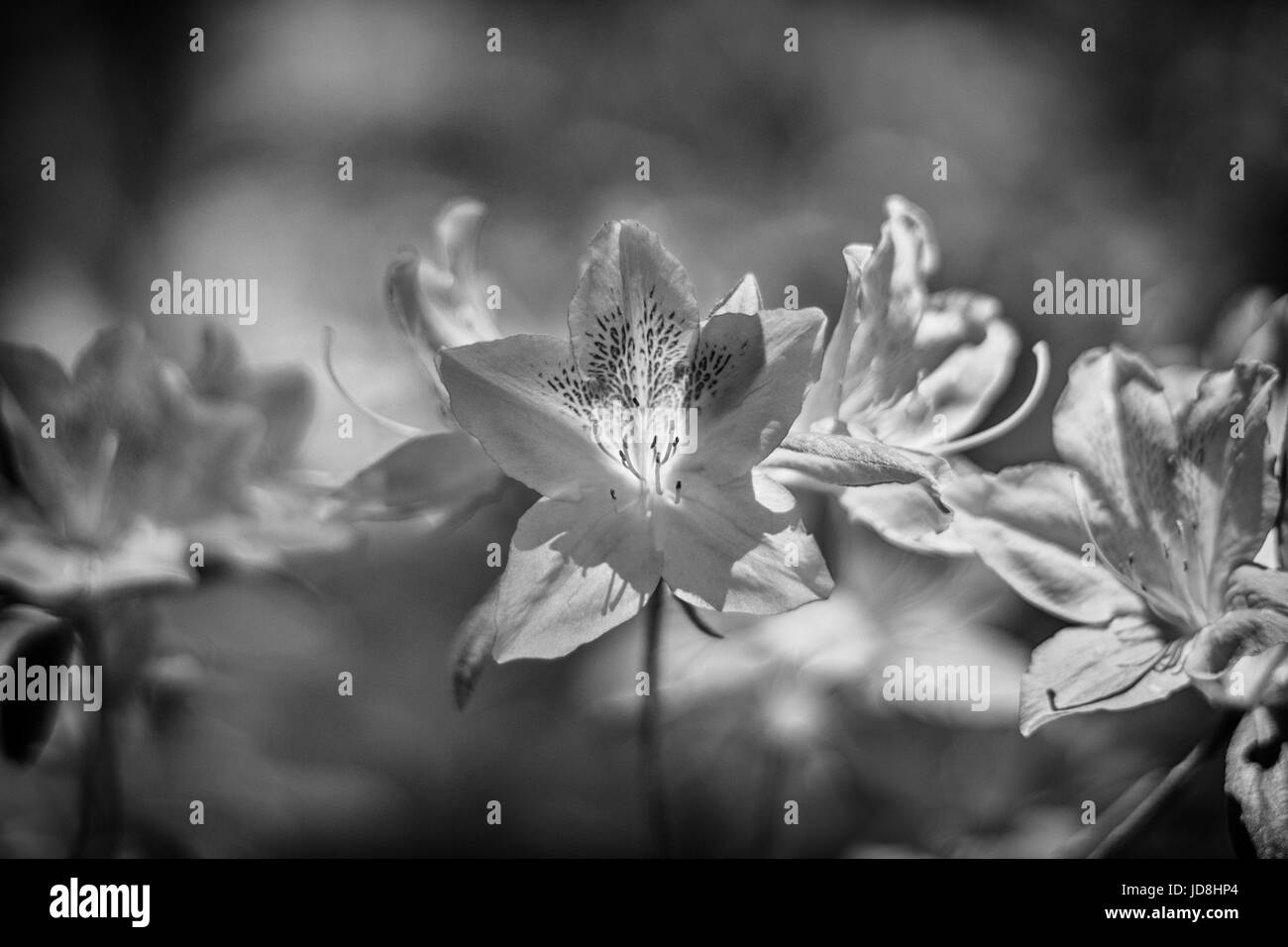 I fiori azalei (Rododendro) sono di nuovo illuminati dal sole, che appaiono illuminati dall'interno. Foto Stock