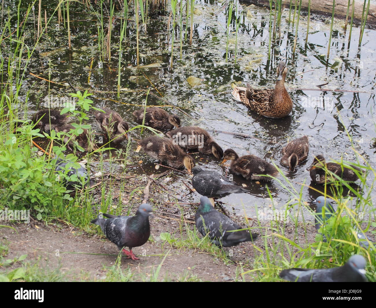 Piccioni e una covata di anatre selvatiche peck il pane. Duck guardando le anatre. Il lago nel parco della città. Caccia agli uccelli. Foto Stock