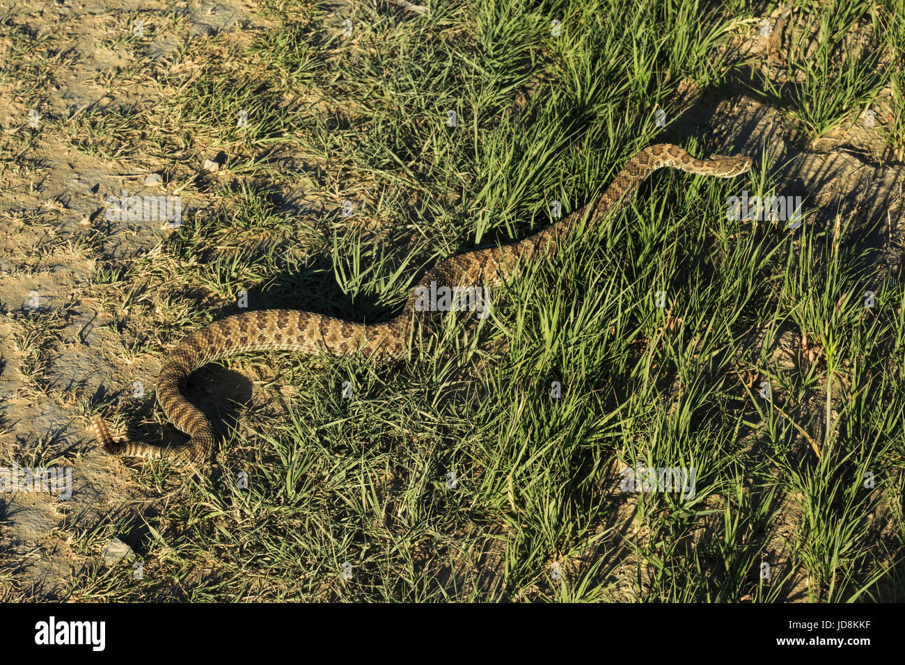 Prairie rattlesnake slithering lontano nell'erba al terry badlands vicino a terry, montana Foto Stock