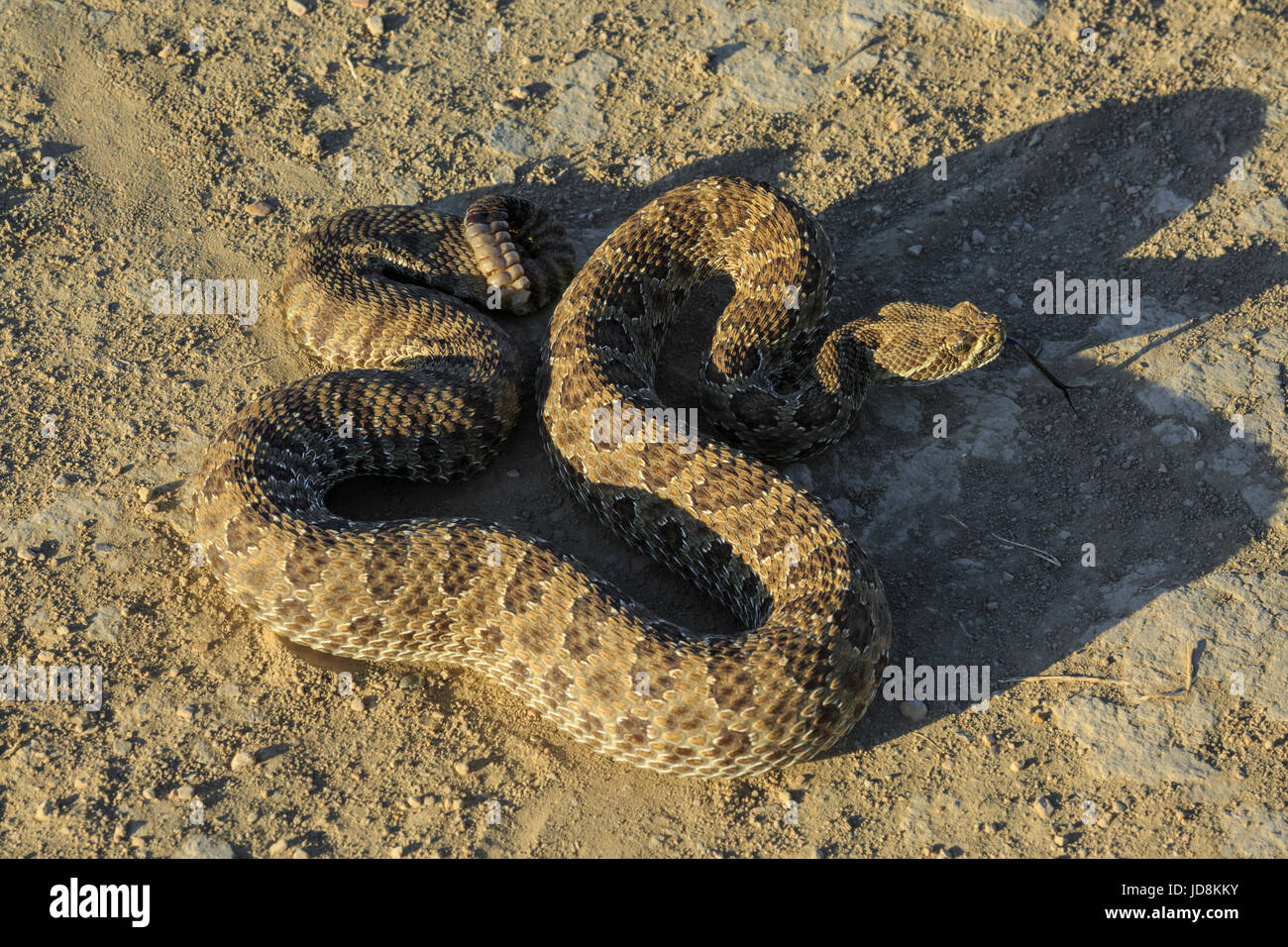 Prairie rattlesnake con linguetta estesa in terry badlands vicino a terry, montana Foto Stock