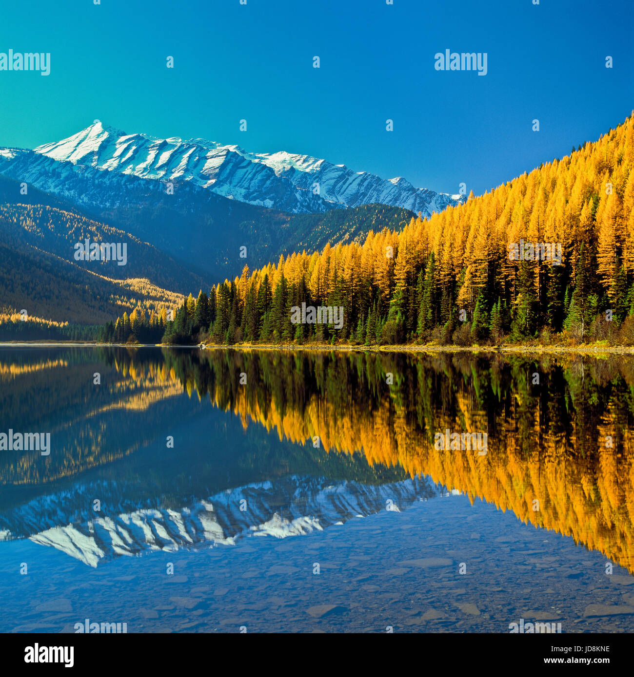 Stanton lago e larice in autunno sotto il Great Northern mountain nel grande orso deserto vicino ghiacciaio Ovest montana Foto Stock