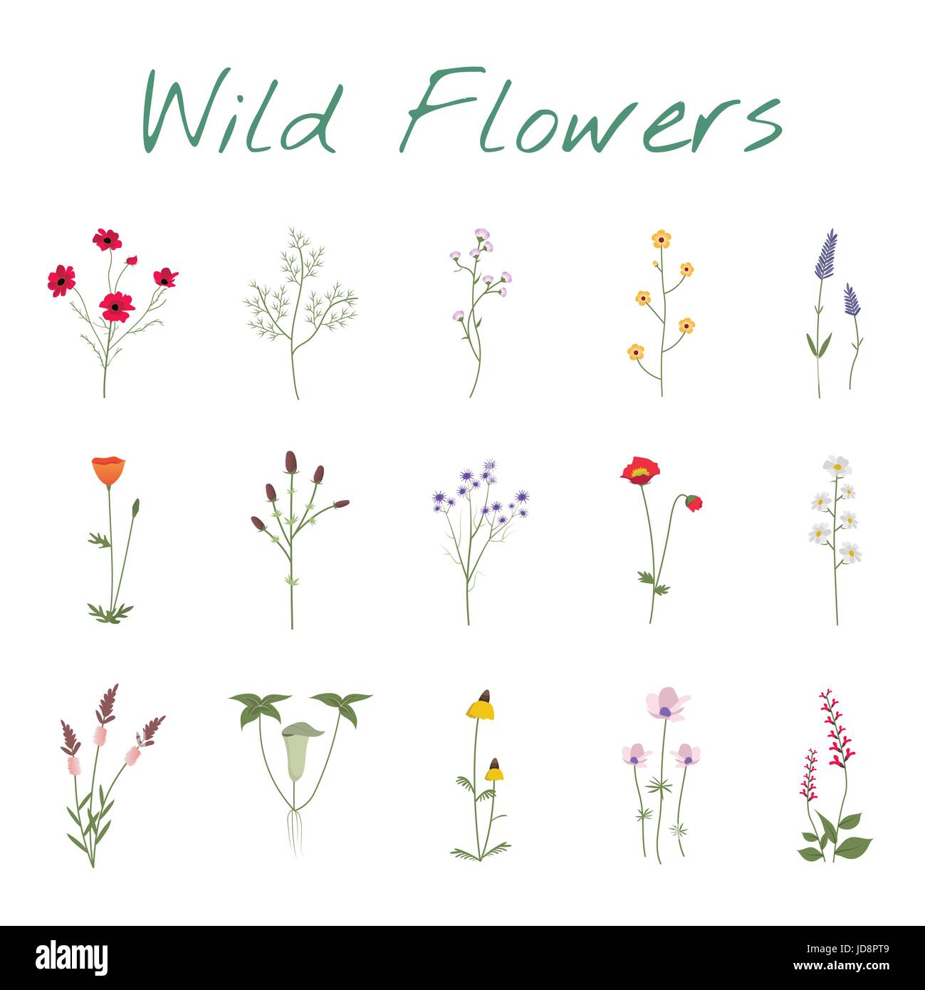 Impostare la raccolta di fiori selvatici illustrazione vettoriale Illustrazione Vettoriale