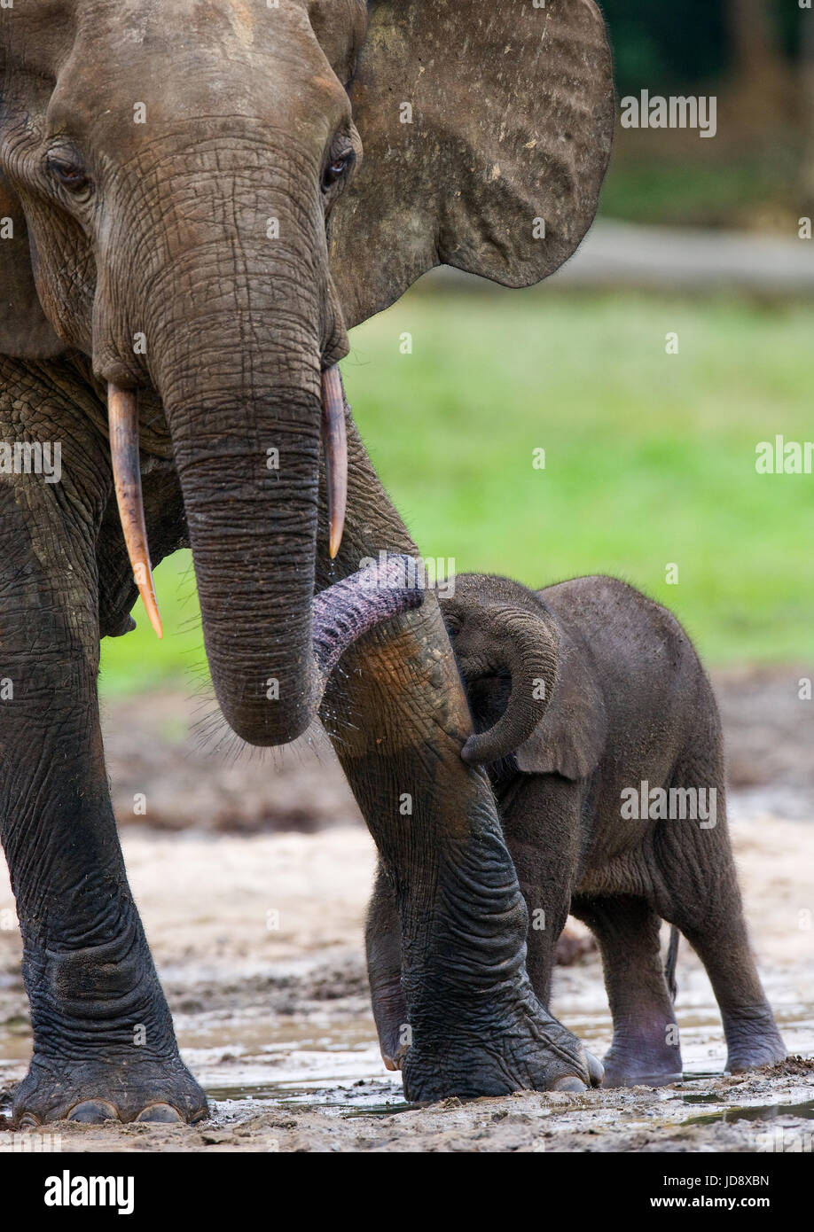 Elefante femminile con un bambino. Repubblica Centrafricana. Repubblica del Congo. Riserva speciale Dzanga-Sangha. Foto Stock