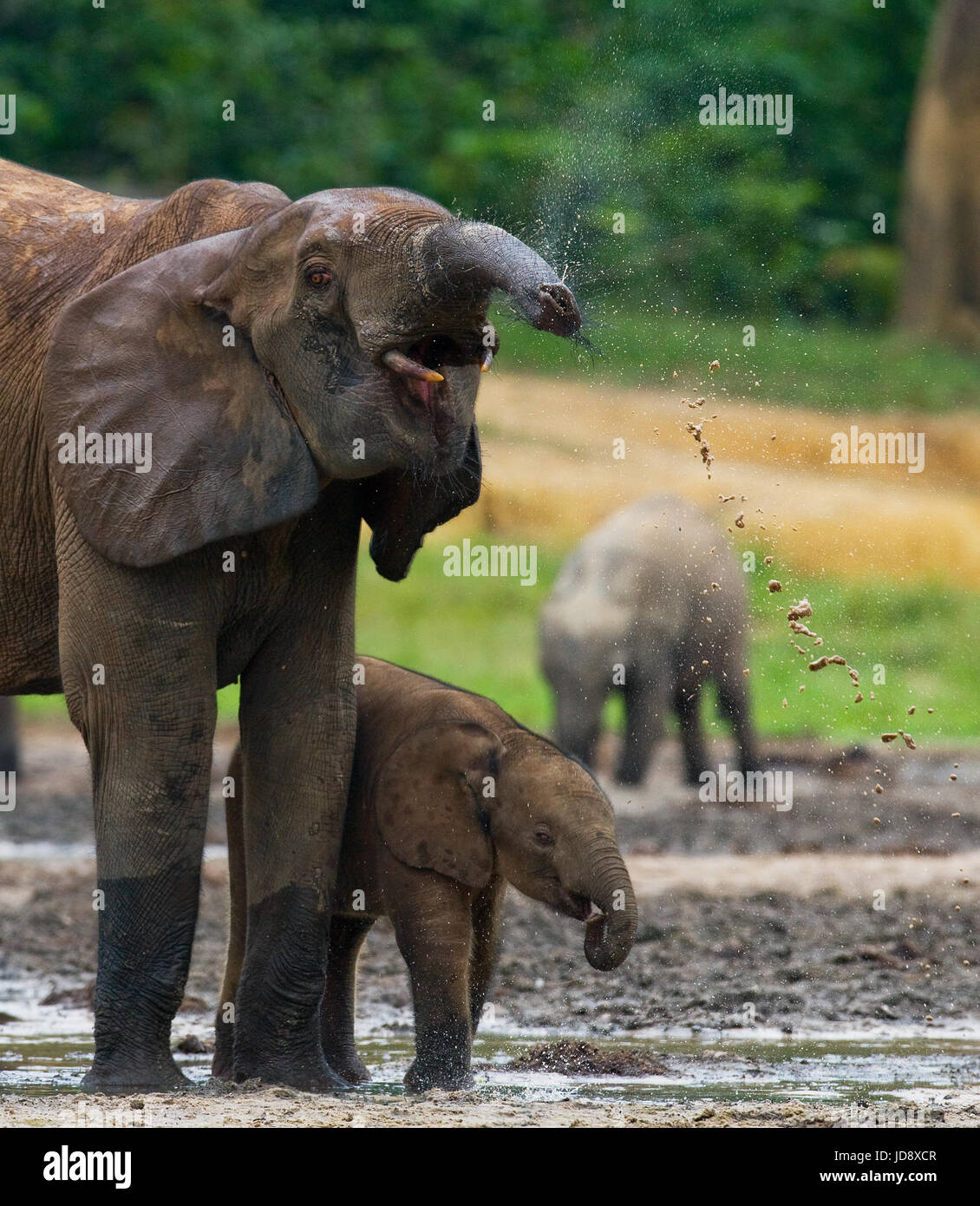 Elefante femminile con un bambino. Repubblica Centrafricana. Repubblica del Congo. Riserva speciale Dzanga-Sangha. Foto Stock