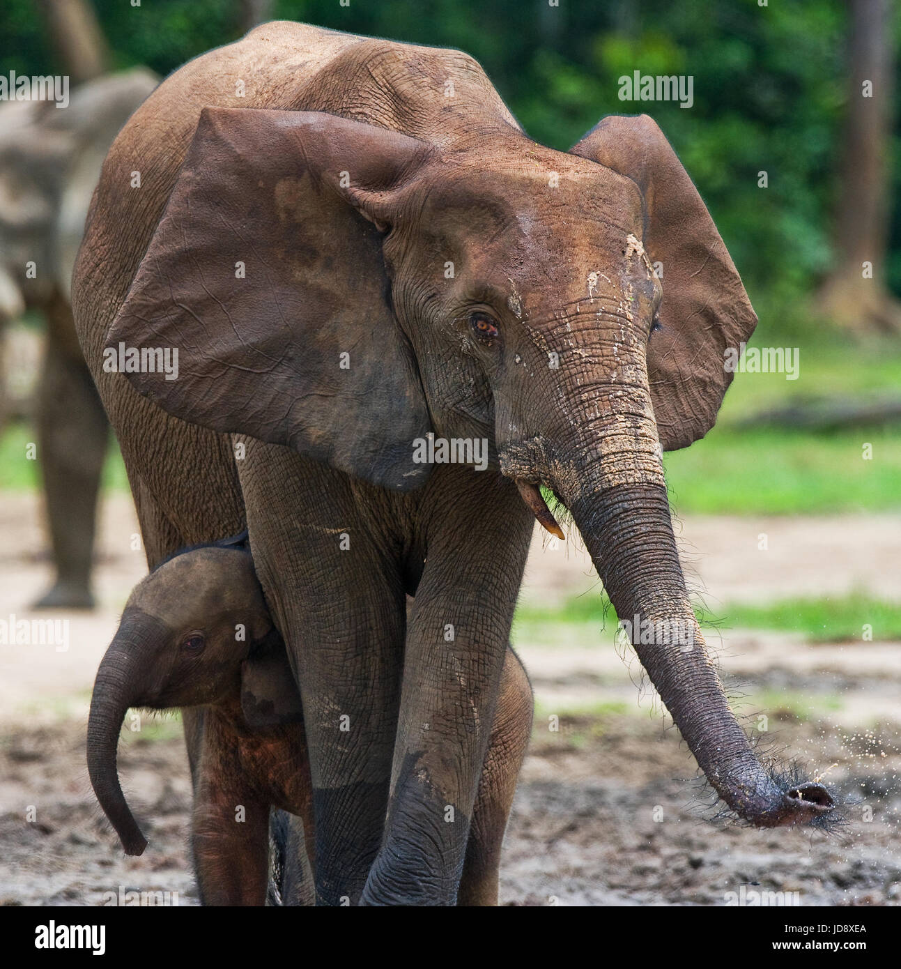 Elefante femminile con un bambino. Repubblica Centrafricana. Repubblica del Congo. Riserva speciale Dzanga-Sangha. Foto Stock