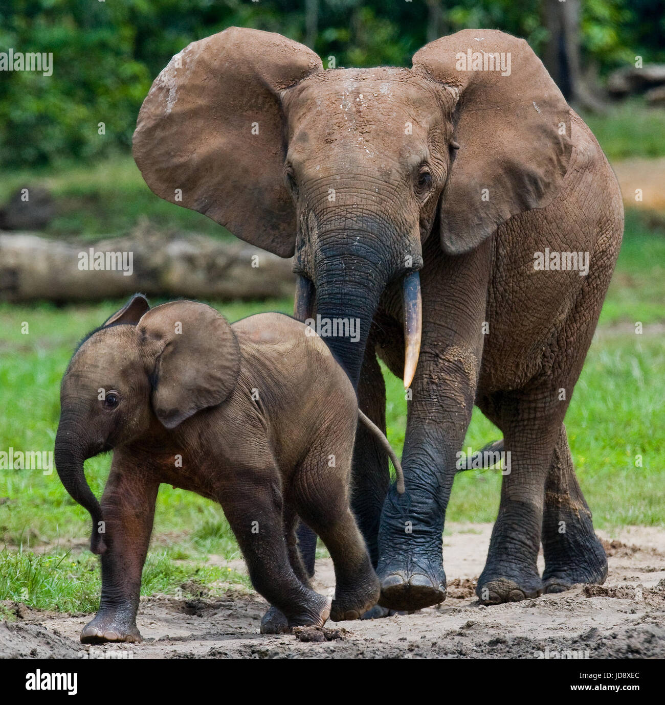 Elefante femminile con un bambino. Repubblica Centrafricana. Repubblica del Congo. Riserva speciale Dzanga-Sangha. Foto Stock