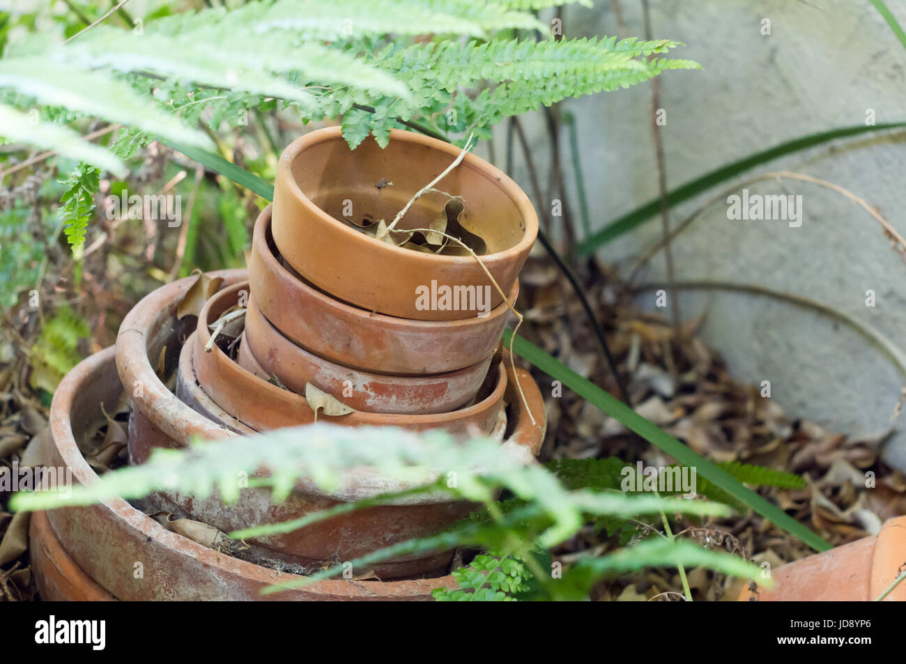 Vecchi vasi di terracotta seduto nell'angolo di un giardino riempito con foglie e circondato da felci. Foto Stock