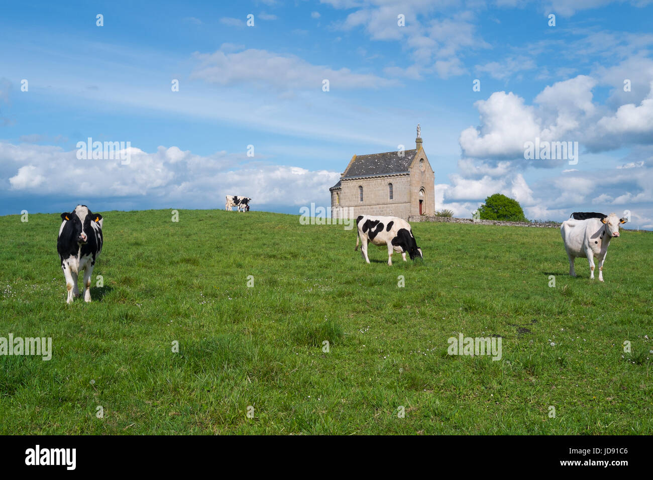 Vacche su un prato nella regione della Loira in Francia Foto Stock