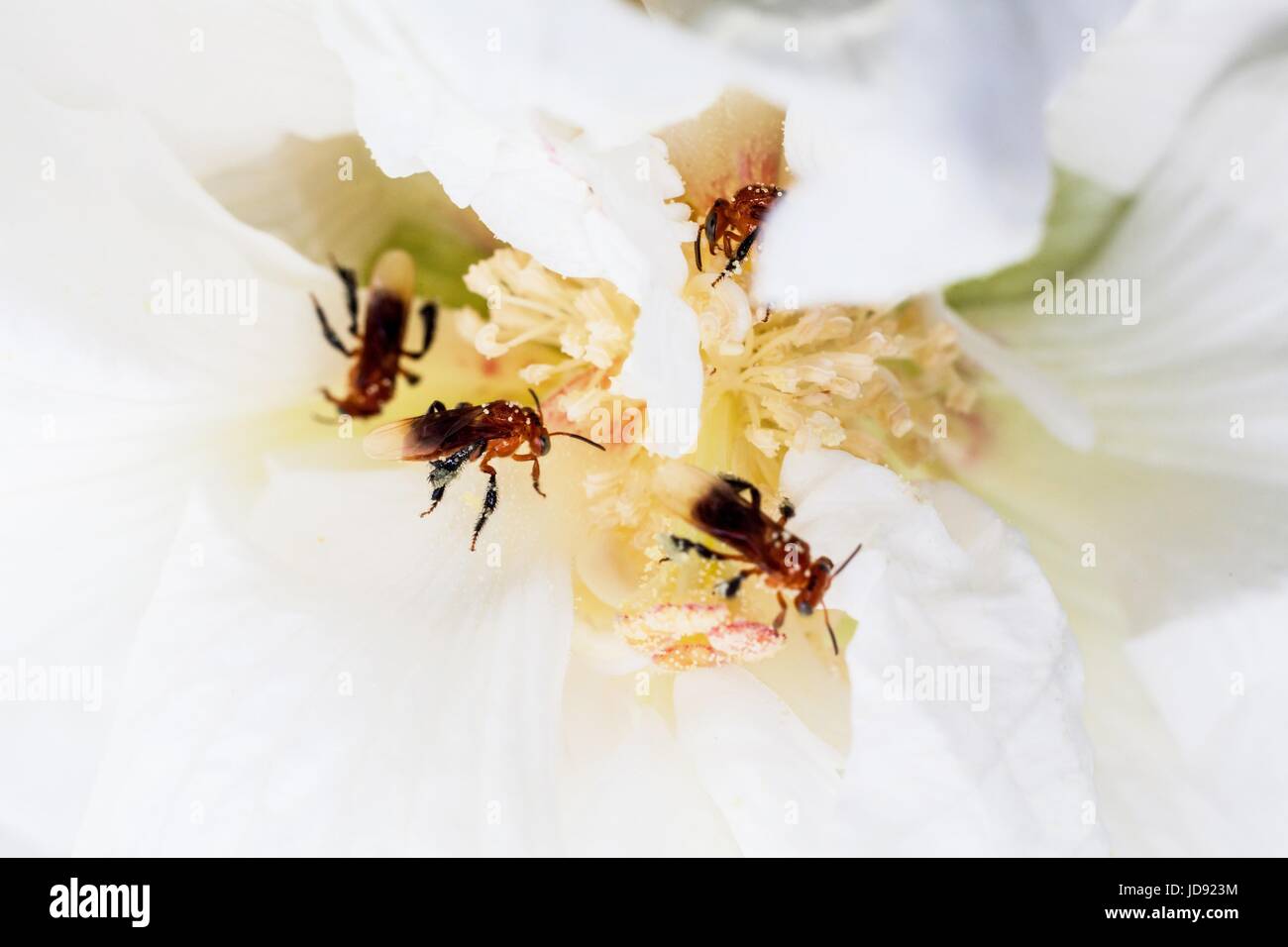 Ape è impegnato a mangiare la raccolta del miele da giallo fiore bianco Foto Stock