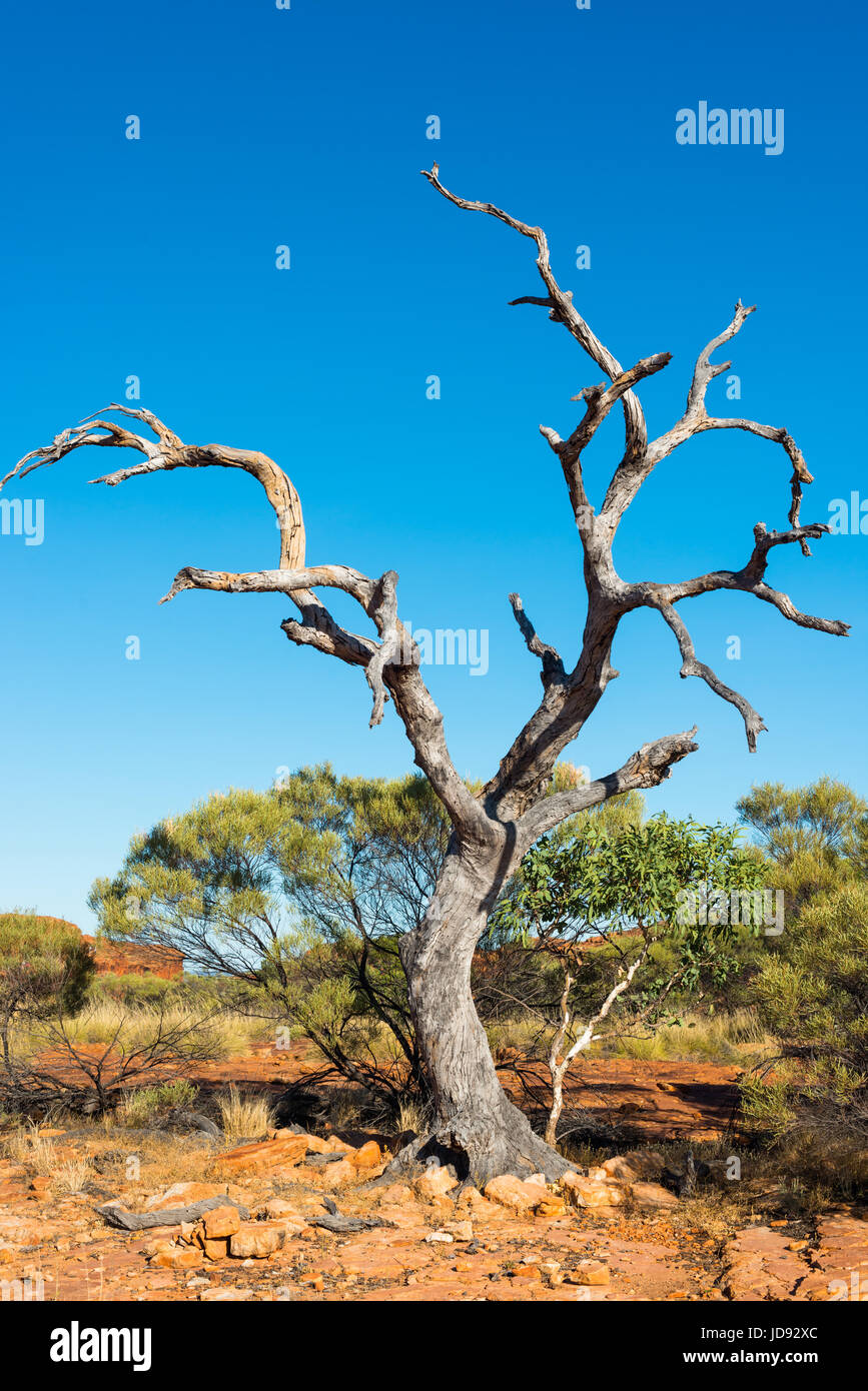 Albero morto in Outback australiano al Kings Canyon, il Territorio del Nord, l'Australia. Foto Stock