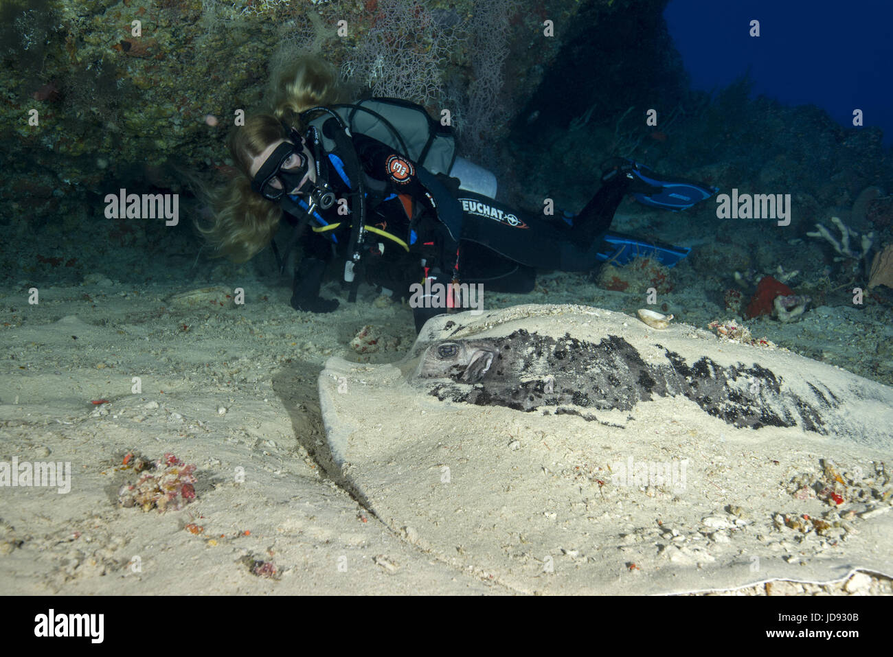 Femmina sub guardare sul Round ribbontail ray (Taeniura meyeni) sulla barriera corallina, Oceano Indiano, Maldive Foto Stock