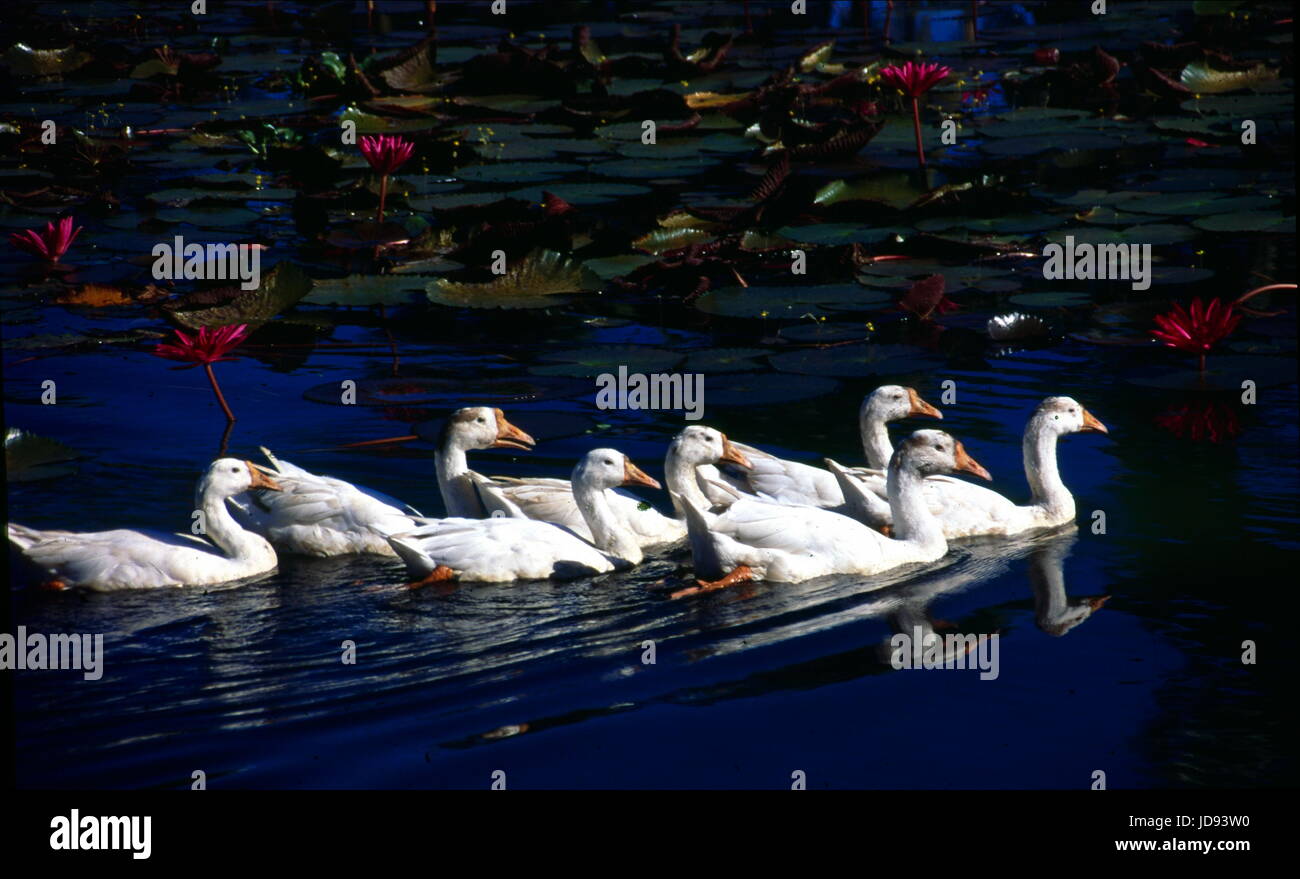 Un occhio cattura la bellezza scenica di uno stagno circostante con alberi di noce di cocco infront laboni punto di coxbazr mare spiaggia del Bangladesh è un popolare luogo di Foto Stock