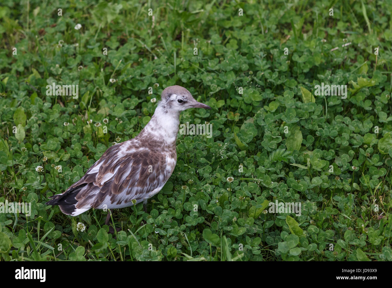 Un pulcino di gabbiano passeggiate lungo l'erba. Foto Stock