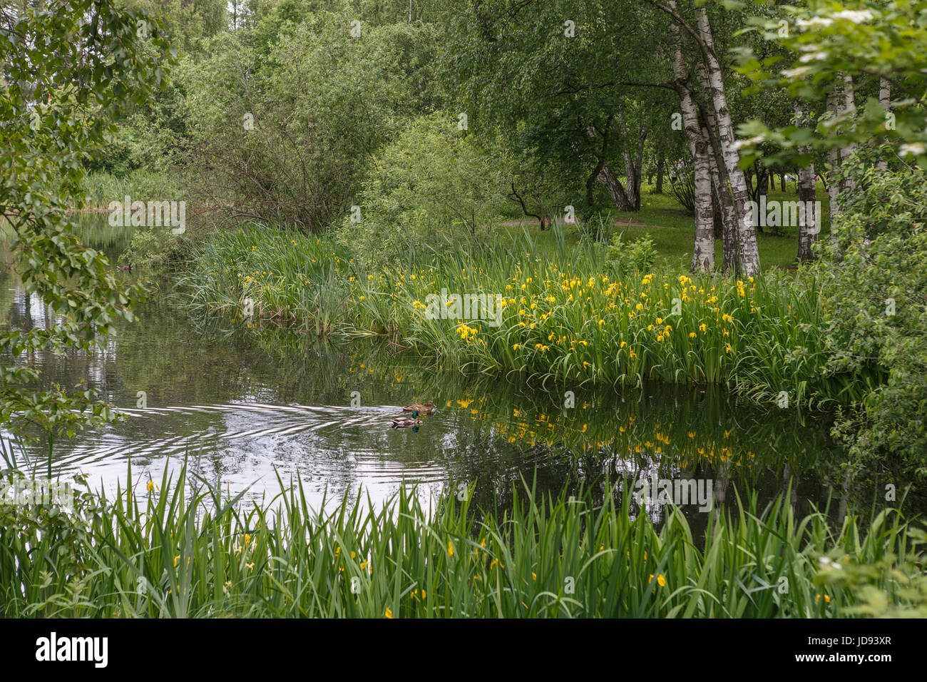 Parco Timiryazevsky, Mosca. Foto Stock