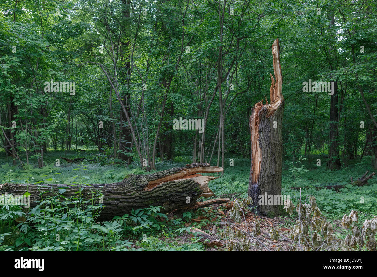 Un albero caduto durante un uragano. Foto Stock