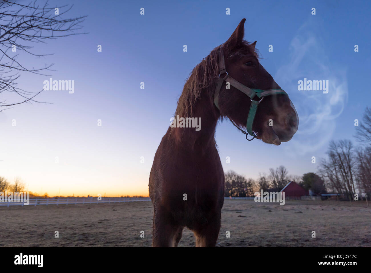 Cavallo soffio freddo inverno mattina Foto Stock