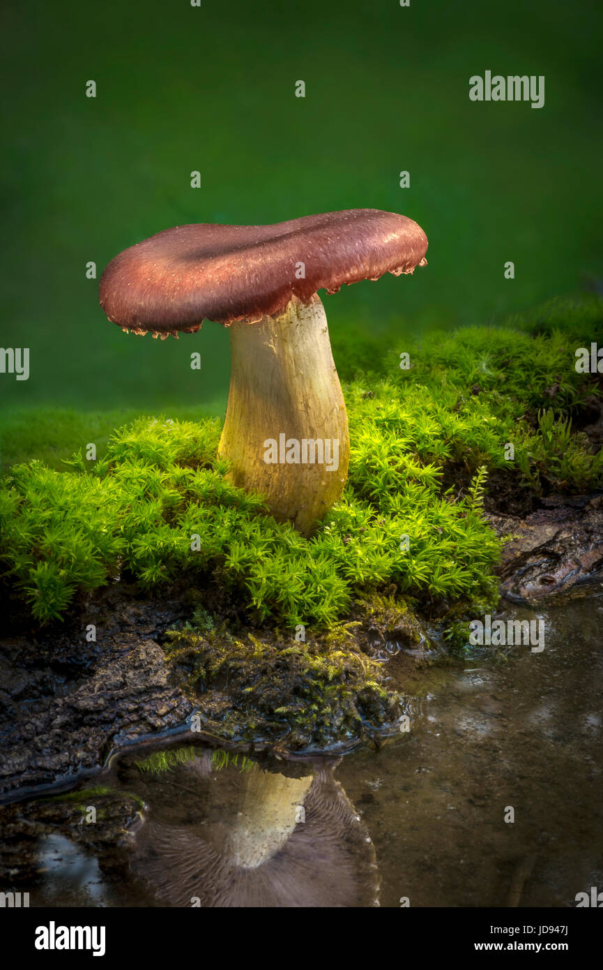Piccolo fungo rosso accanto alla pozza Foto Stock