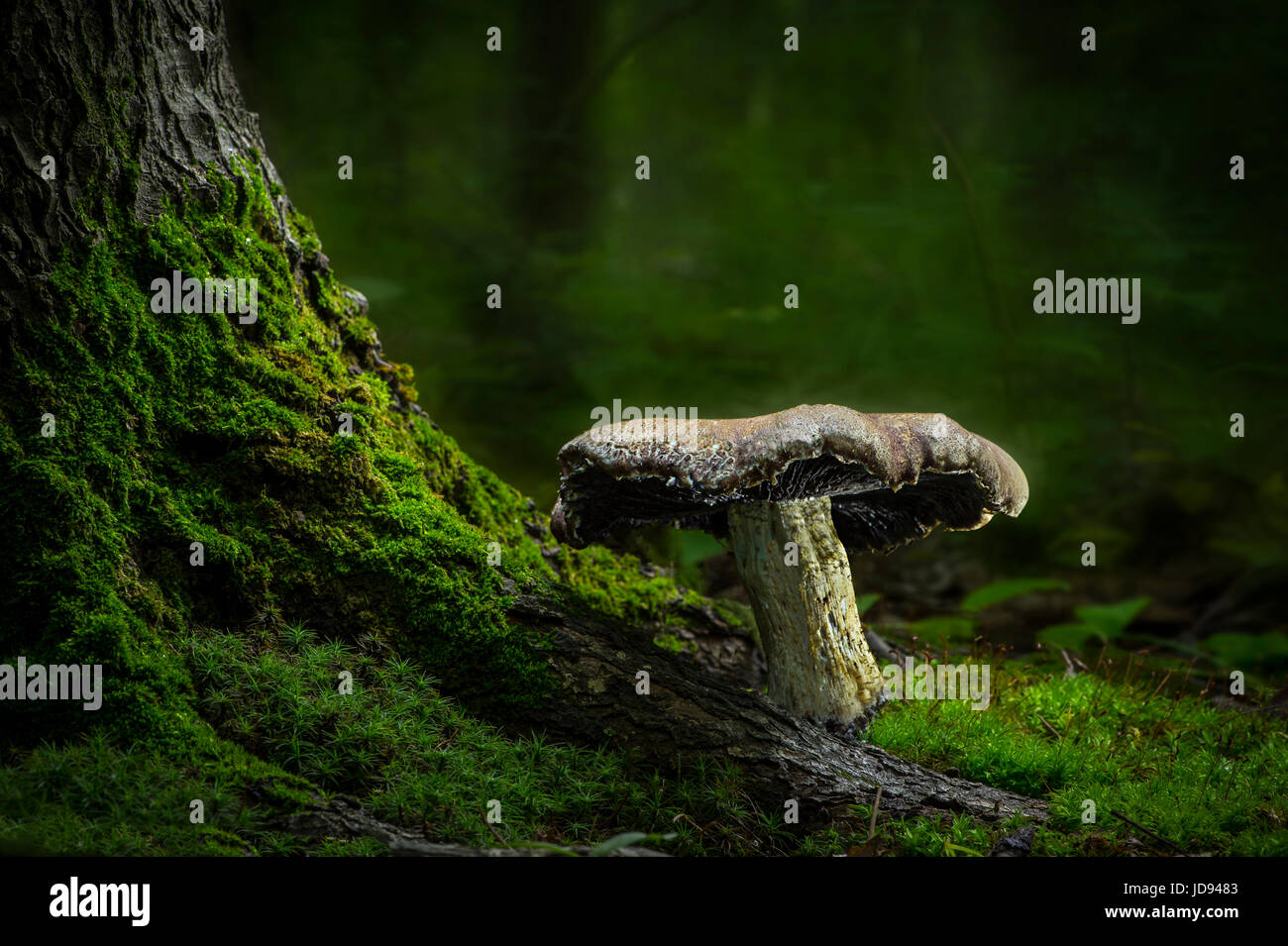 Grande fungo e grafi ad albero Foto Stock