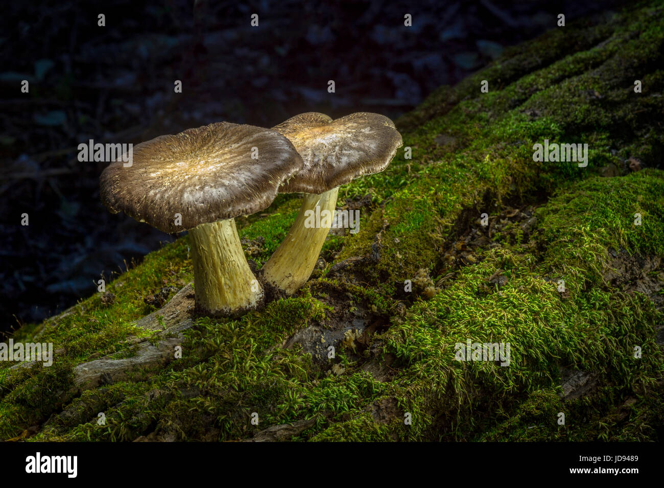 Due funghi su Moss registro coperto Foto Stock
