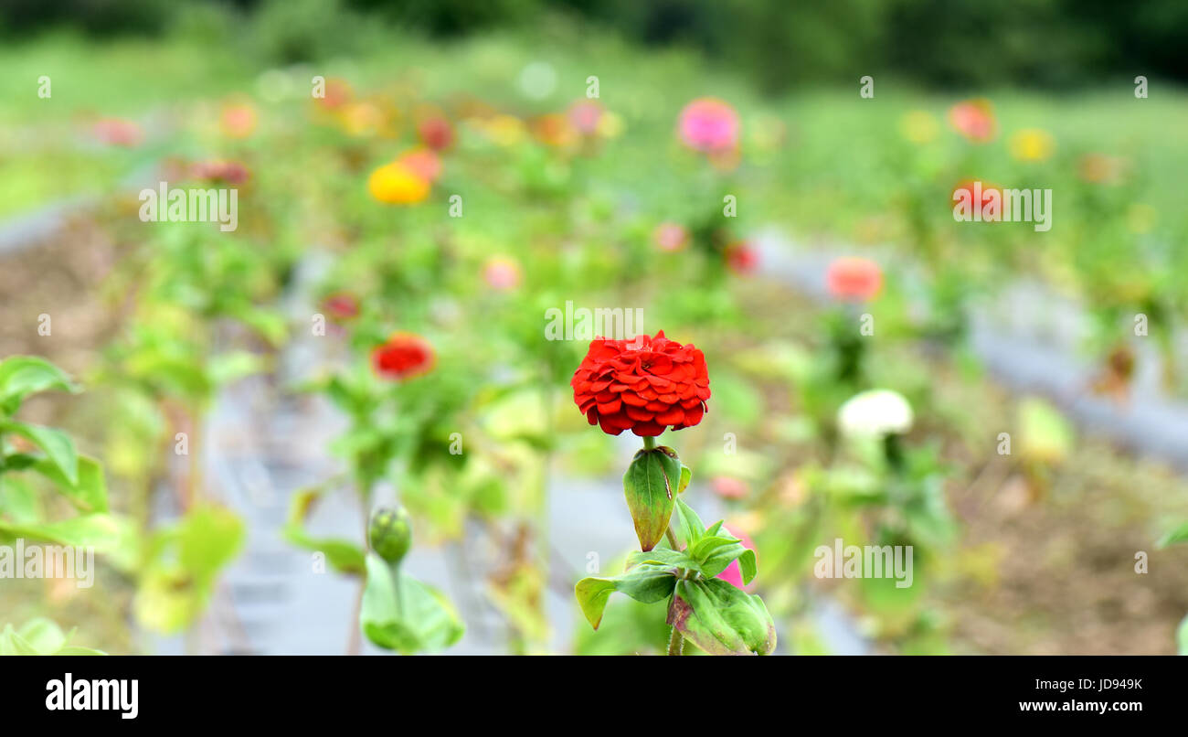 Ortaggi e fiori crescono in file ordinate in una comunità agricola supportati. Foto Stock