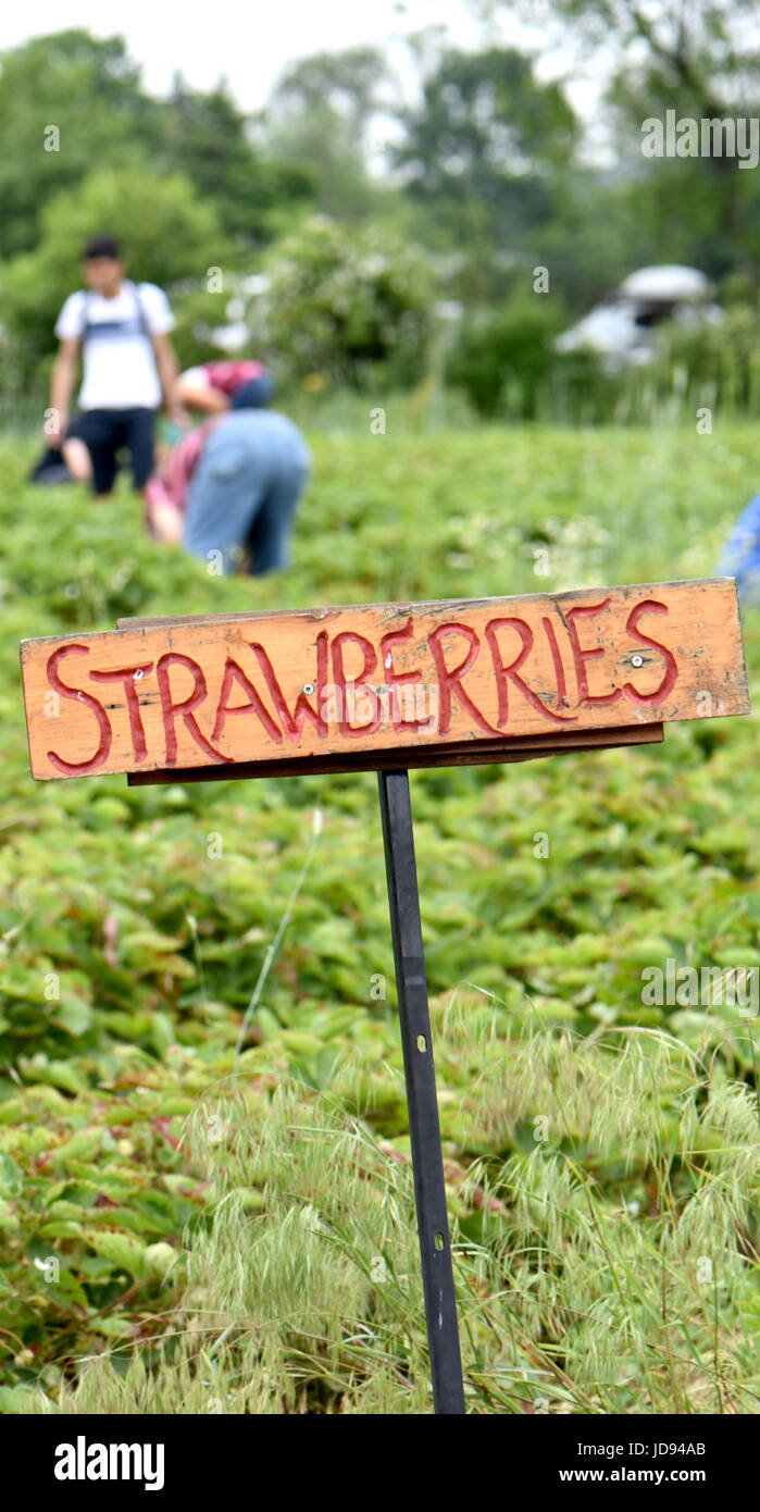 Fragole mature sono pronti per il prelievo. Foto Stock