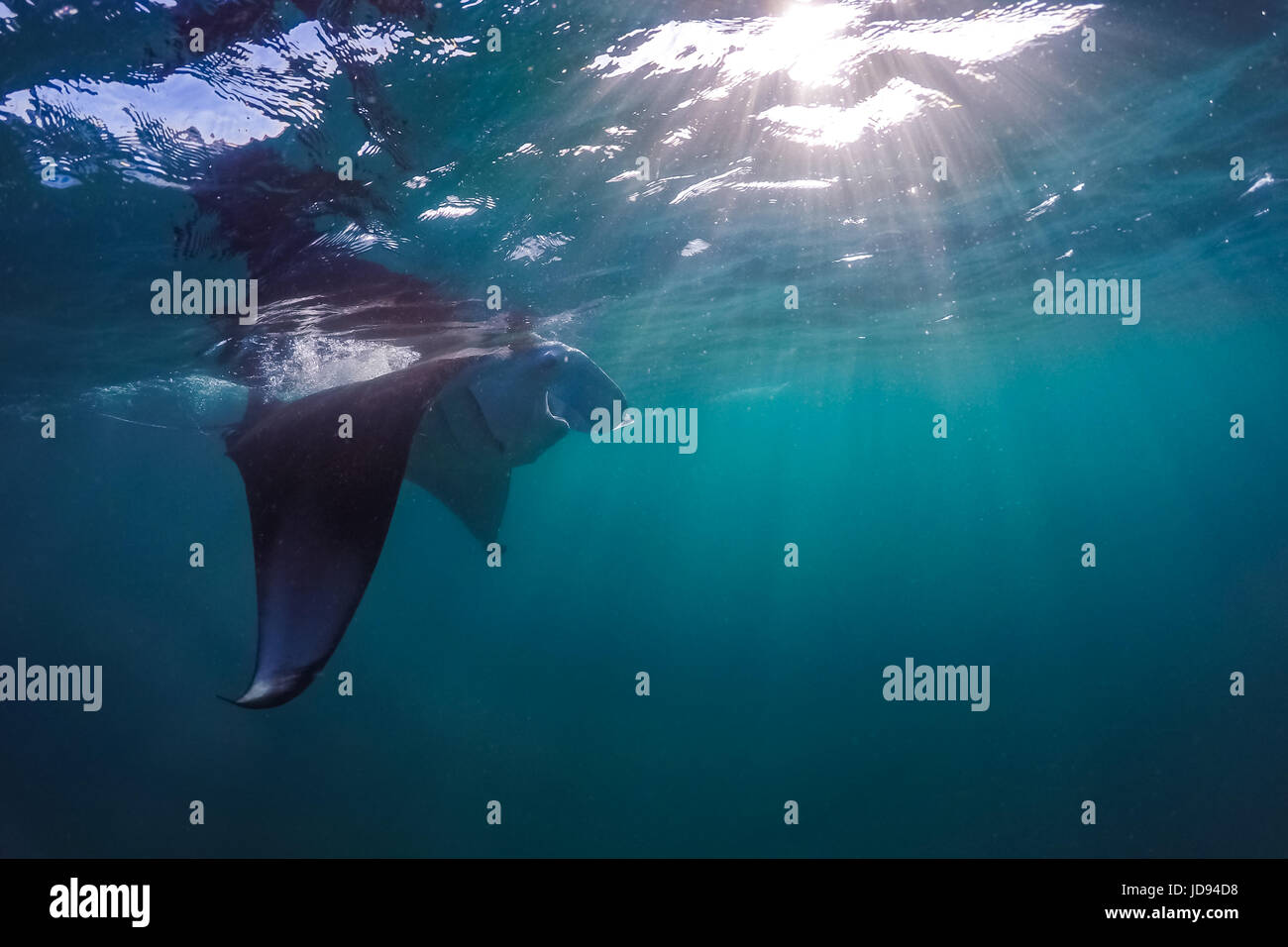 Manta ray in Oceano Indiano - Maldive. Underwater Sea life, subacqueo animali Foto Stock