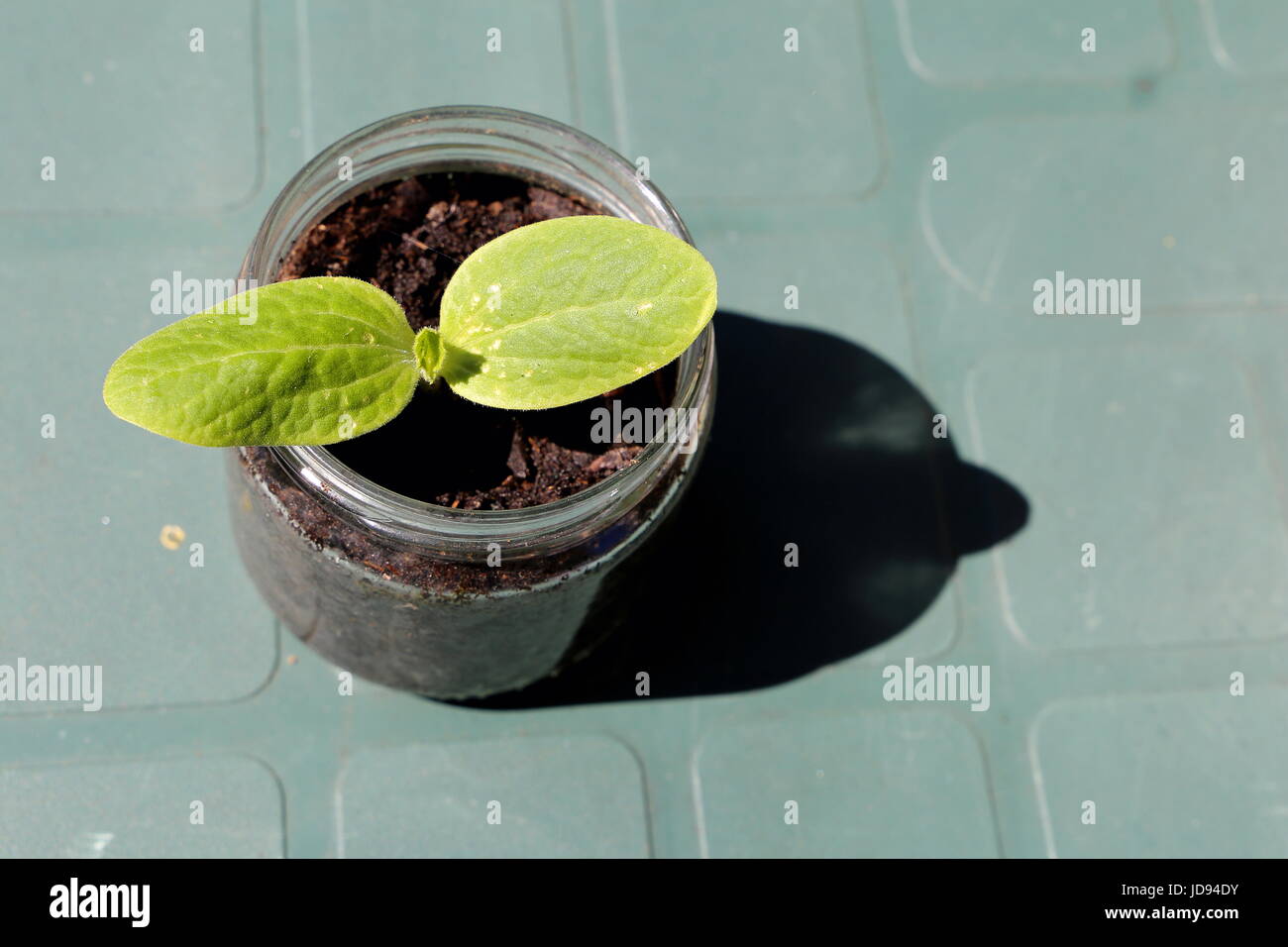 Giovani pianta di zucchine in un bicchiere Foto Stock