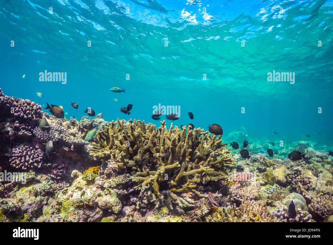 Underwater Sea life, fauna subacquea. Immersioni subacquee Foto Stock