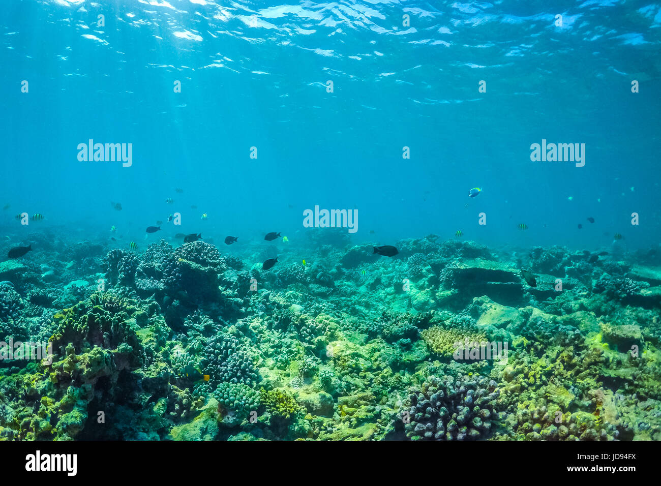 Underwater Sea life, fauna subacquea. Immersioni subacquee Foto Stock