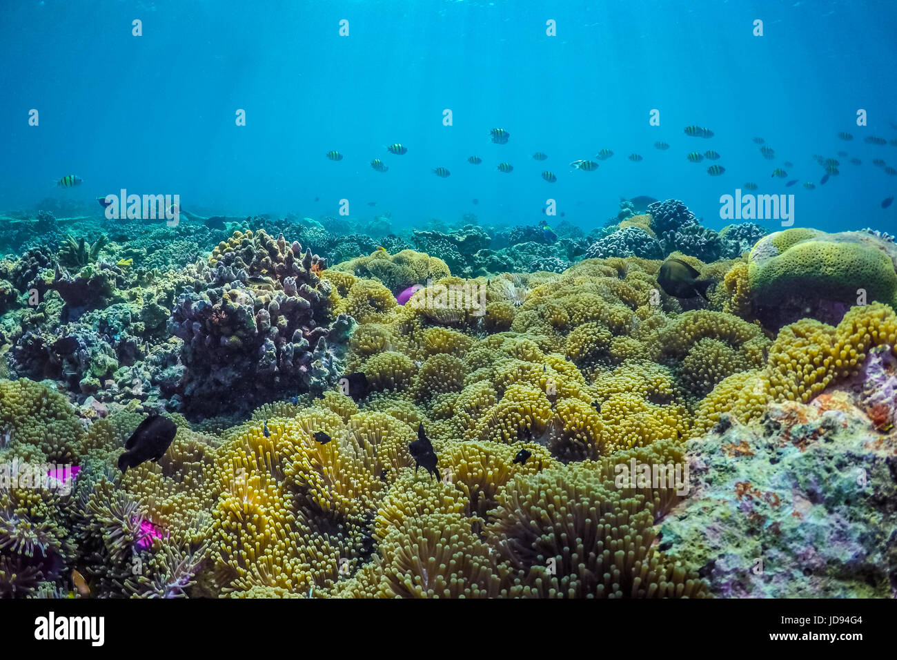 Underwater Sea life, fauna subacquea. Immersioni subacquee Foto Stock