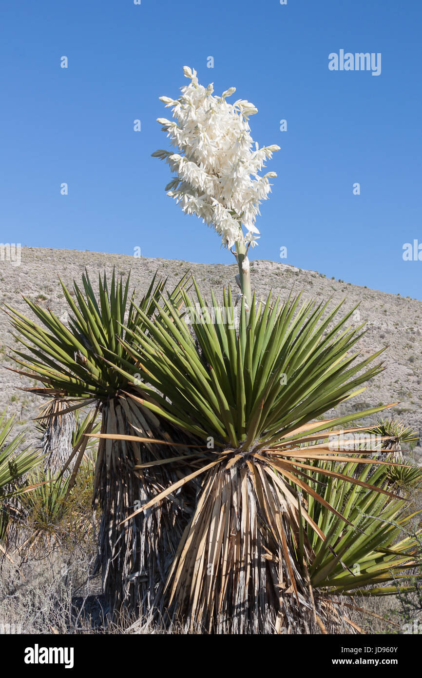 Fioritura di Yucca Foto Stock