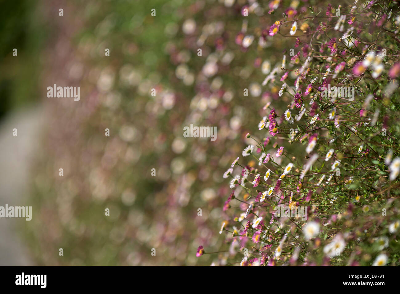 Un primo piano di Erigeron. Karvinskianus. Foto Stock