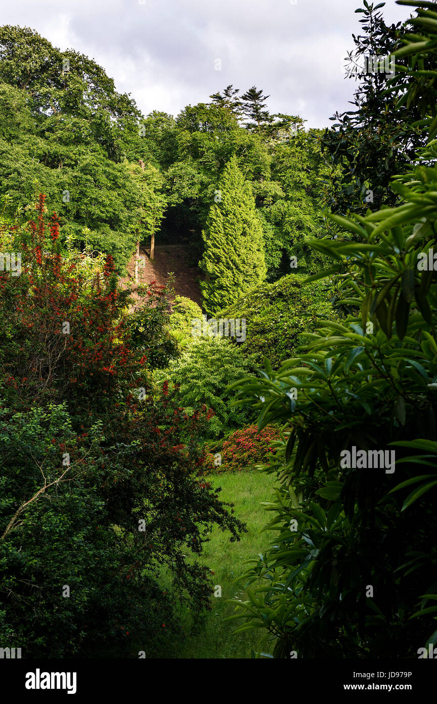 Il sub-tropicale giardino Trebah in Cornovaglia. Foto Stock