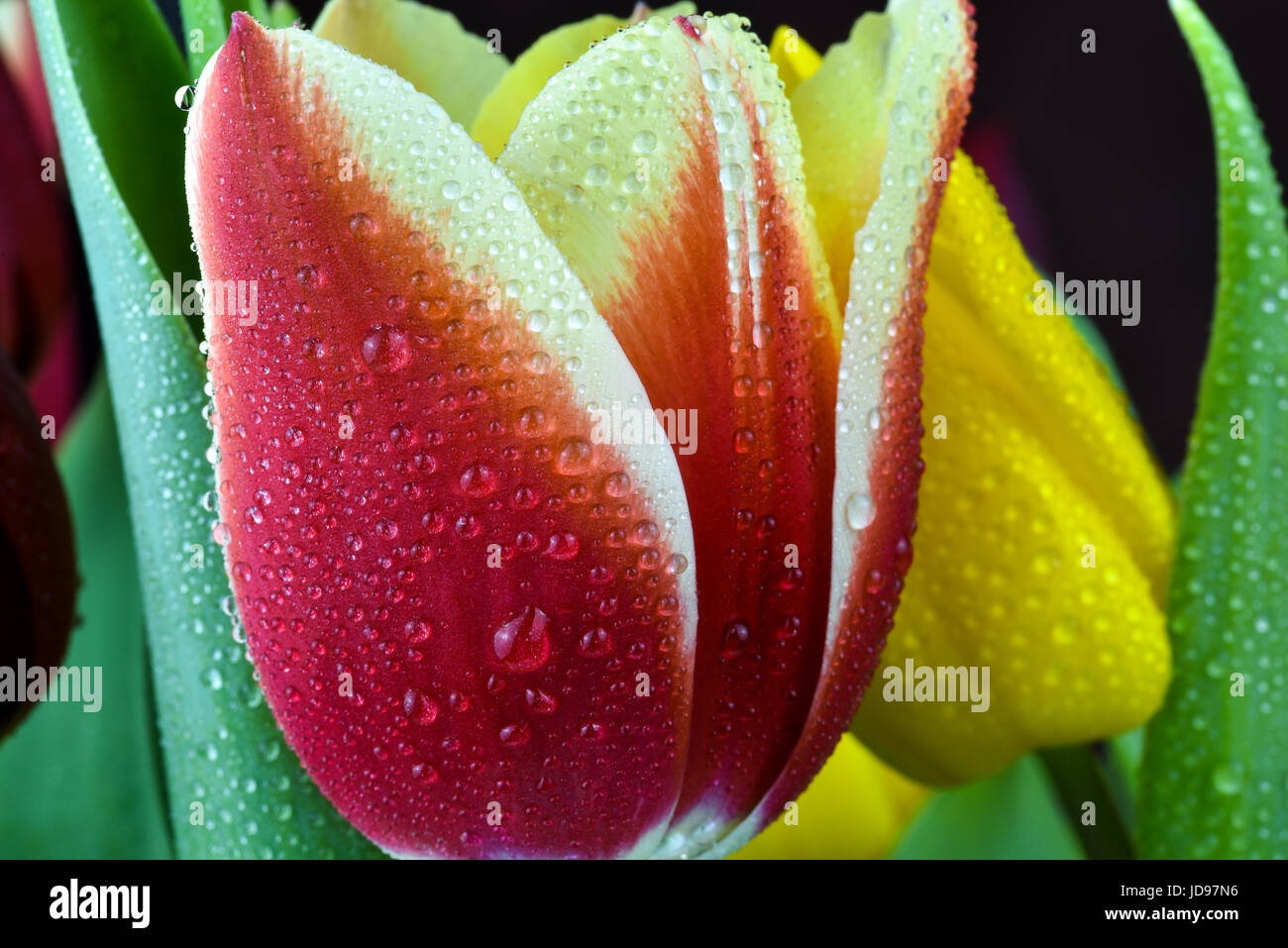Close-up dell'interno del tulip fiore con gocce di pioggia per effetto Foto Stock