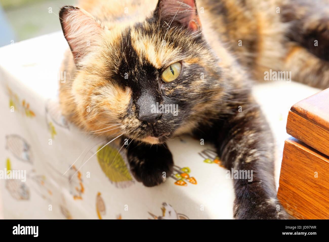 Uno eyed Brindle cat di guardare direttamente la fotocamera. Ella vive al Santuario degli animali nel West Sussex, Regno Unito Foto Stock