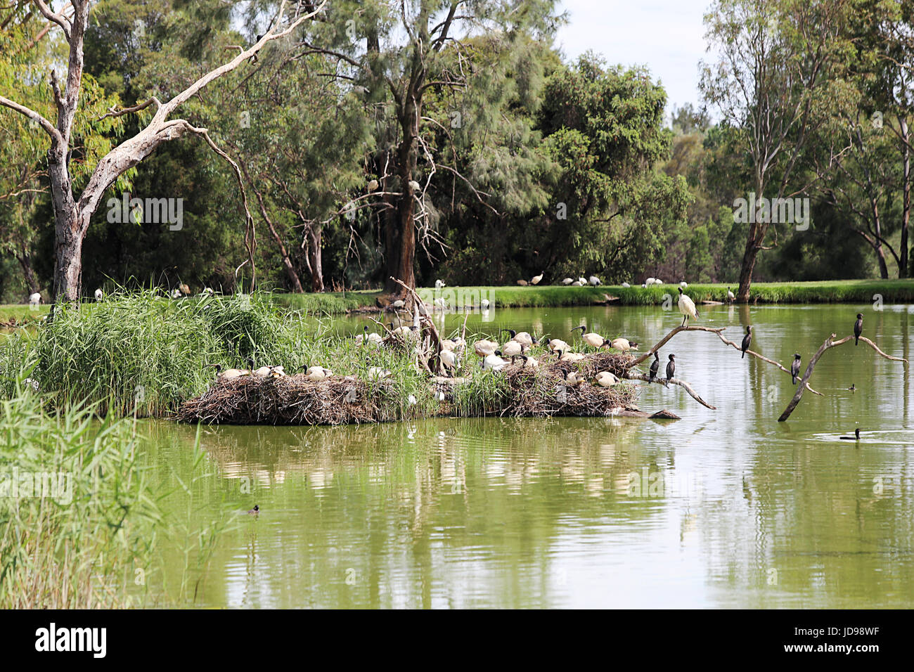 Ibis bianco dal Taronga Western Plains Zoo a Dubbo, Australia. Foto Stock