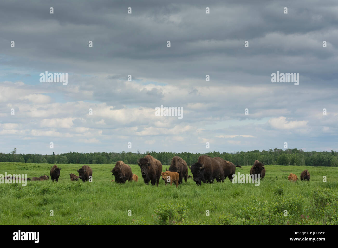 Bisonti americani in Elk Island National Park, Alberta, Canada Foto Stock