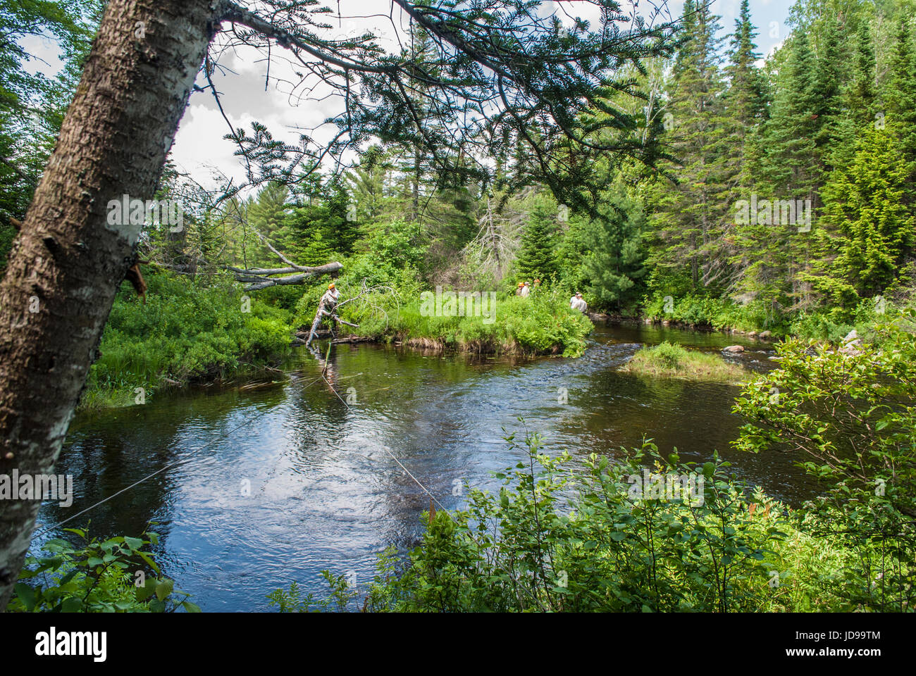 Beaver Dam distacco Foto Stock