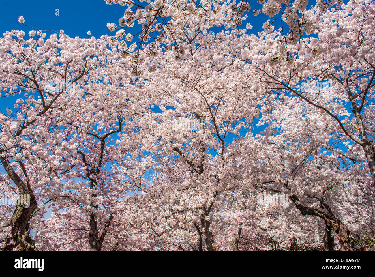 Il Ciliegio fiorisce in primavera Foto Stock
