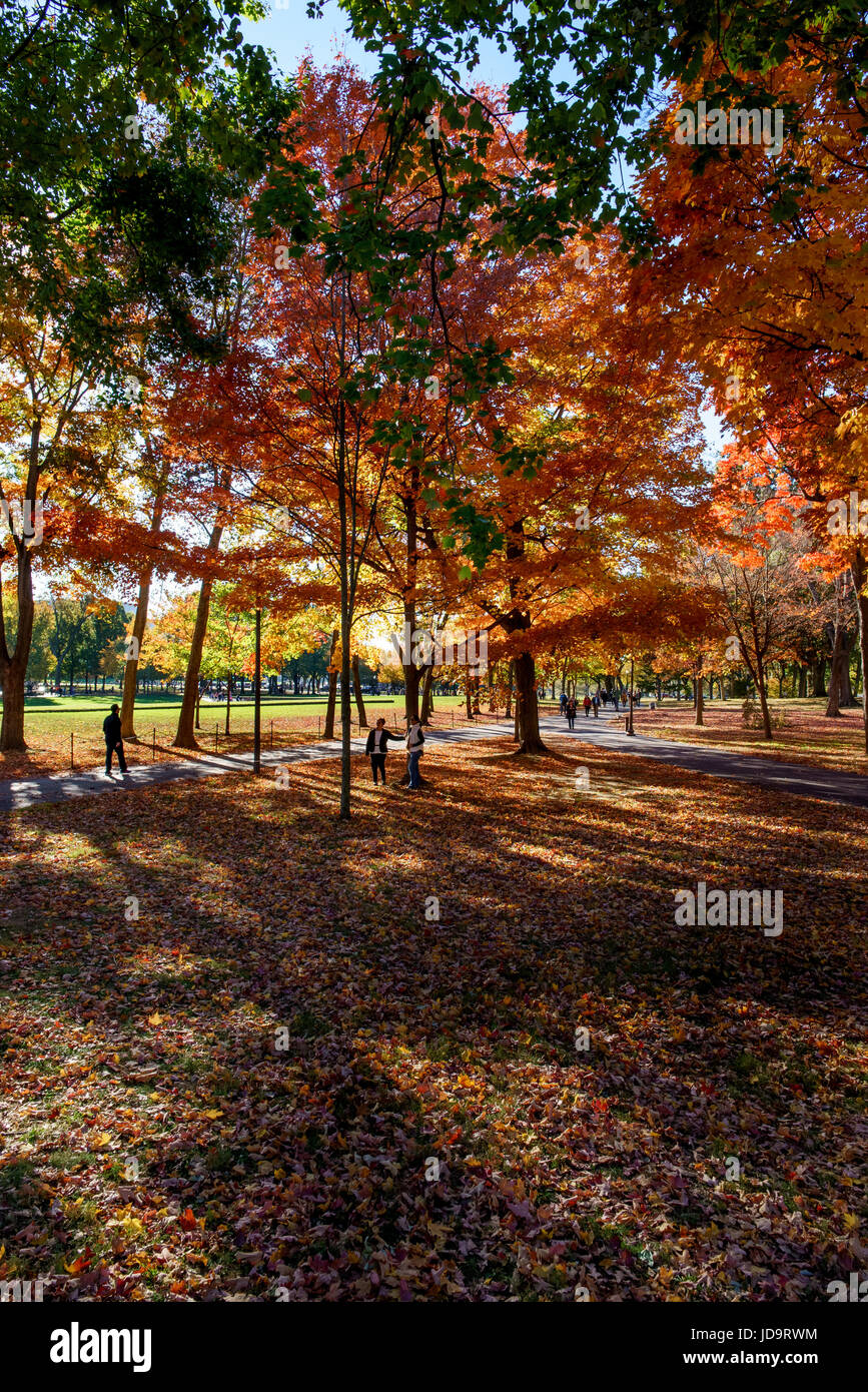 In autunno gli alberi nel parco pubblico, erba verde e blu cielo. capitale Washington usa 2016 caduta Foto Stock