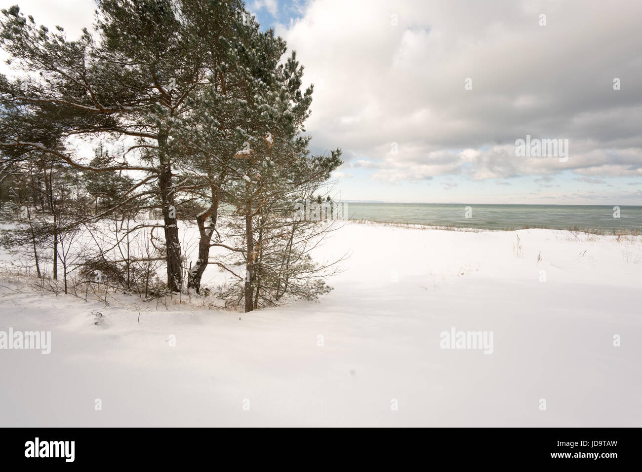 Albero che cresce accanto all acqua, in paesaggi innevati, Ontario, Canada ontario canada freddo inverno 2017 snow Foto Stock