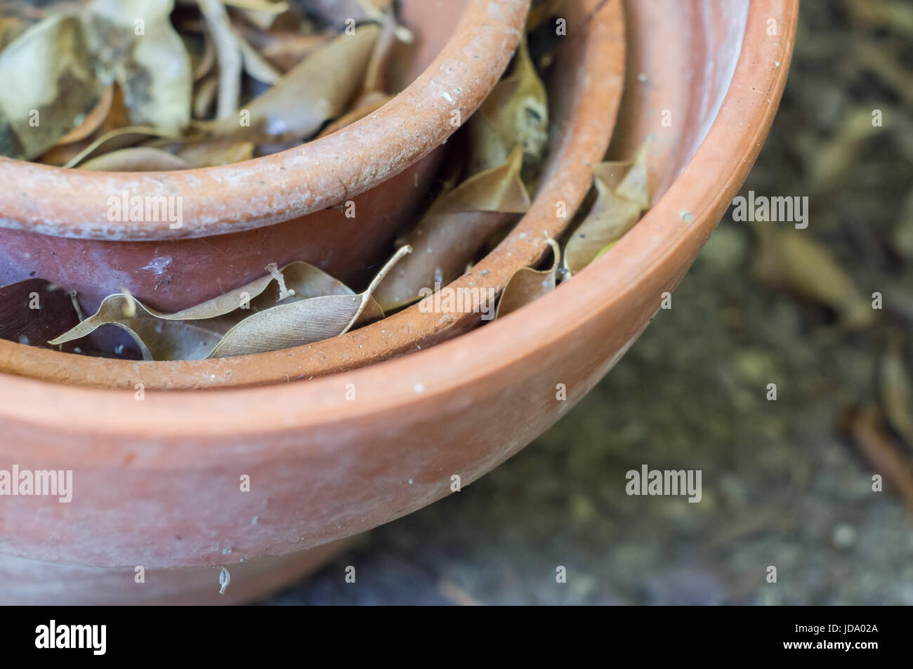 Close-up di tre vecchio vaso in terracotta cerchi riempiti con il vecchio di foglie morte e ragnatele. Foto Stock