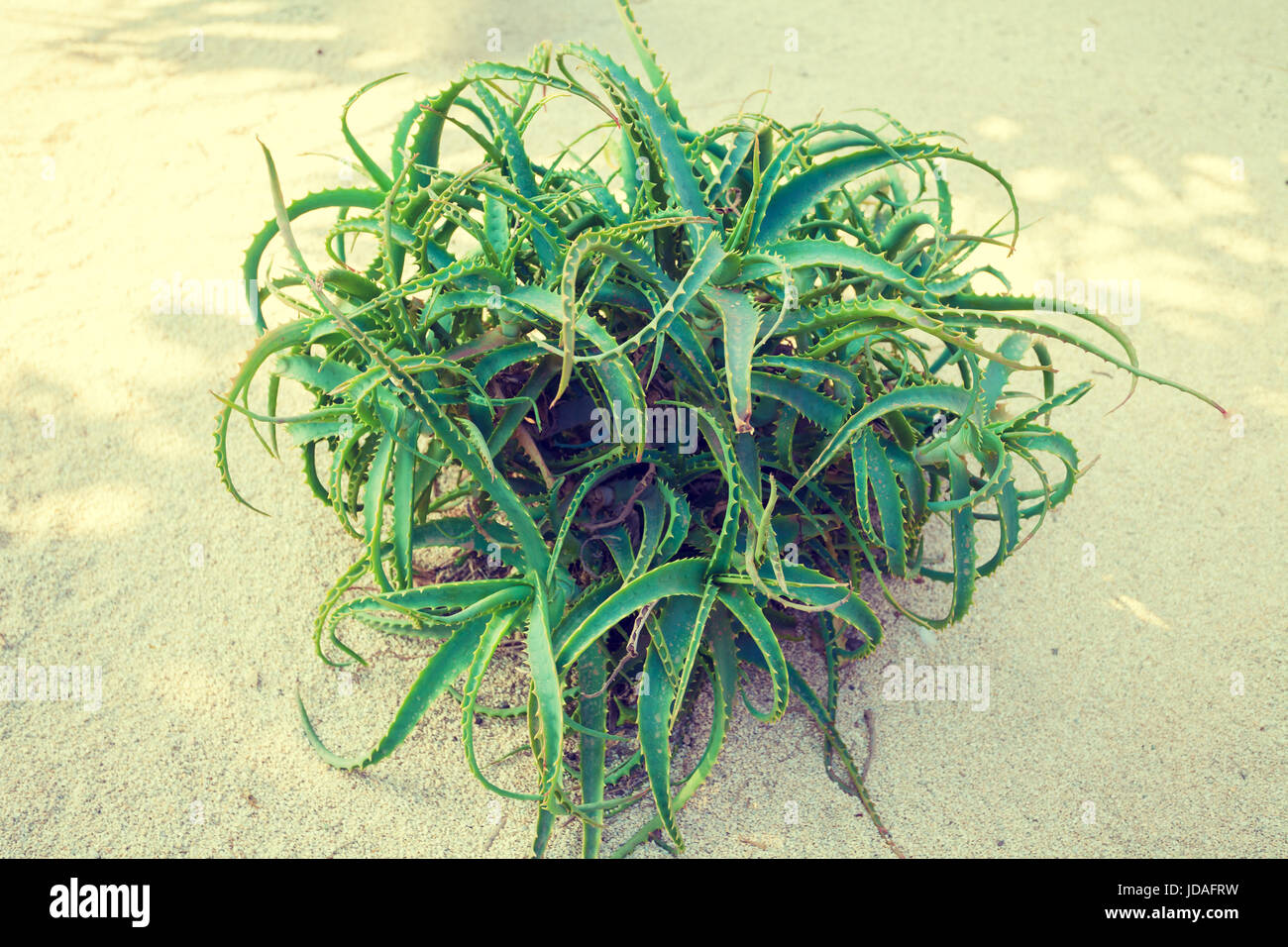 Aloe bush outdoor cresce in ciottoli bianchi in un parco Foto Stock