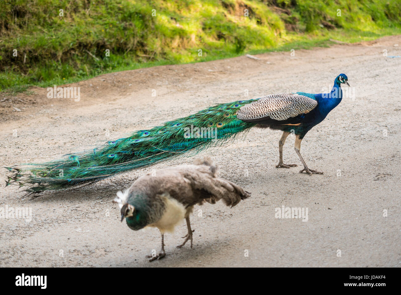 Coppia di pavone, maschio e femmina di camminare liberamente nel parco Foto Stock