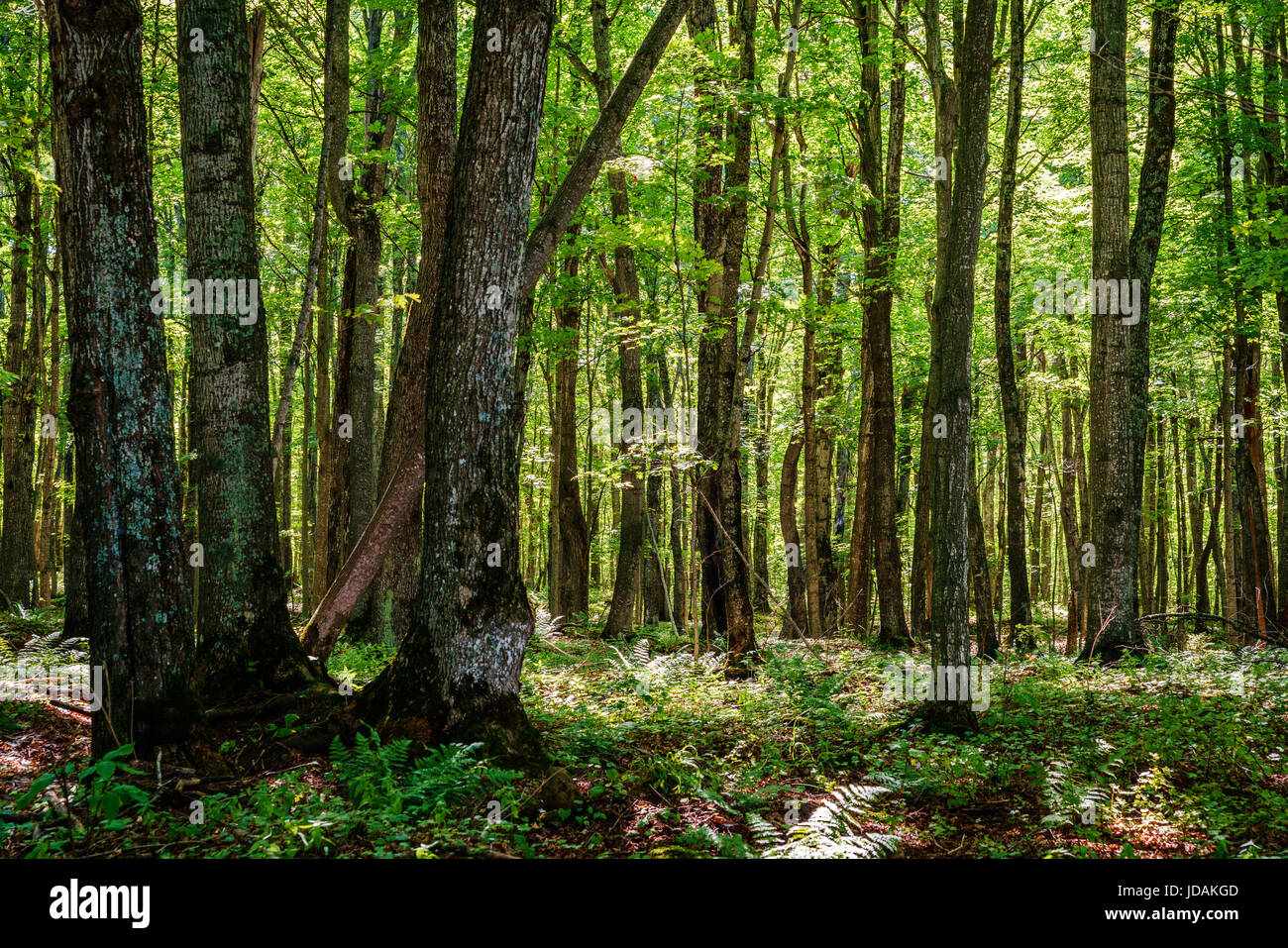 Bella foresta di scena in Pictured Rocks National Lakeshore nel Michigan Foto Stock