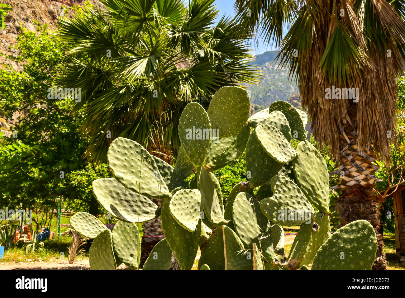 Bella e grande e piena di vita cactus in tutta la sua bellezza sotto il sole del Mediterraneo Foto Stock