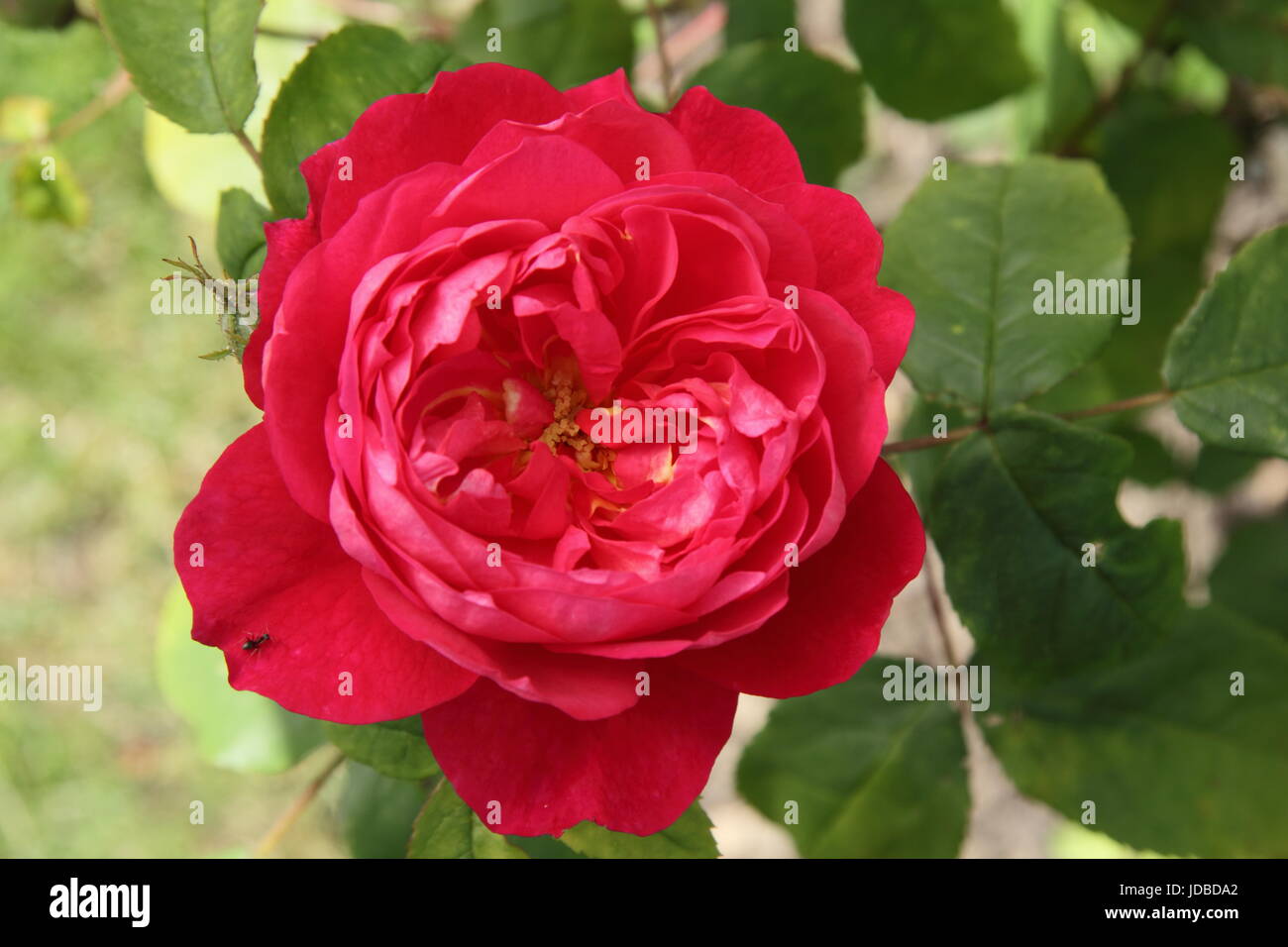 Rosa "Benjamin Britten', un molto fragrante rosa Inglese in fioritura in estate (giugno) al confine di un giardino inglese, REGNO UNITO Foto Stock