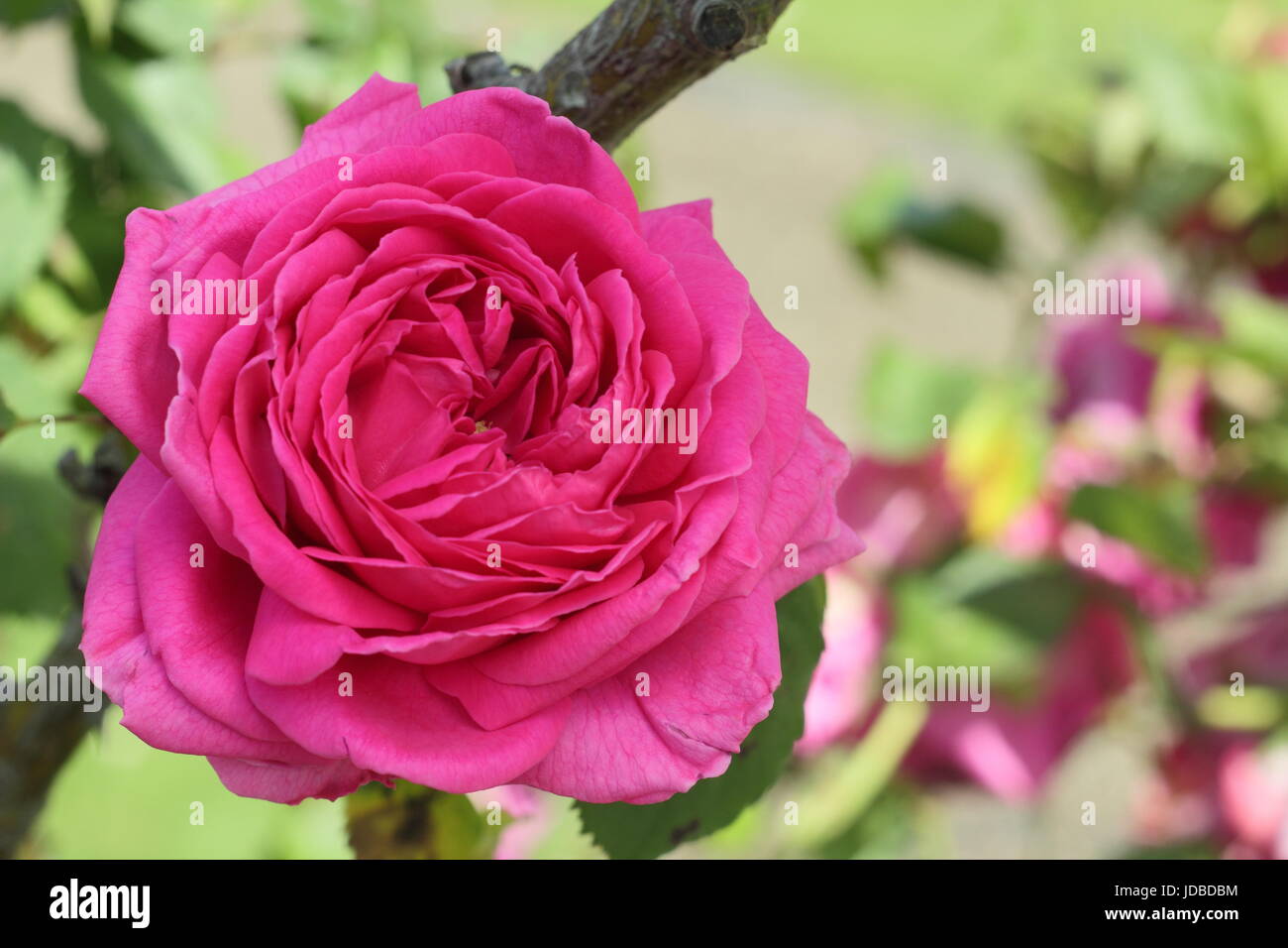 Rosa 'Madame ISAAC PEREIRE'' (mme isaac pereire), profumata, bourbon rose in piena fioritura, arrampicata in un giardino inglese in estate (giugno) Foto Stock