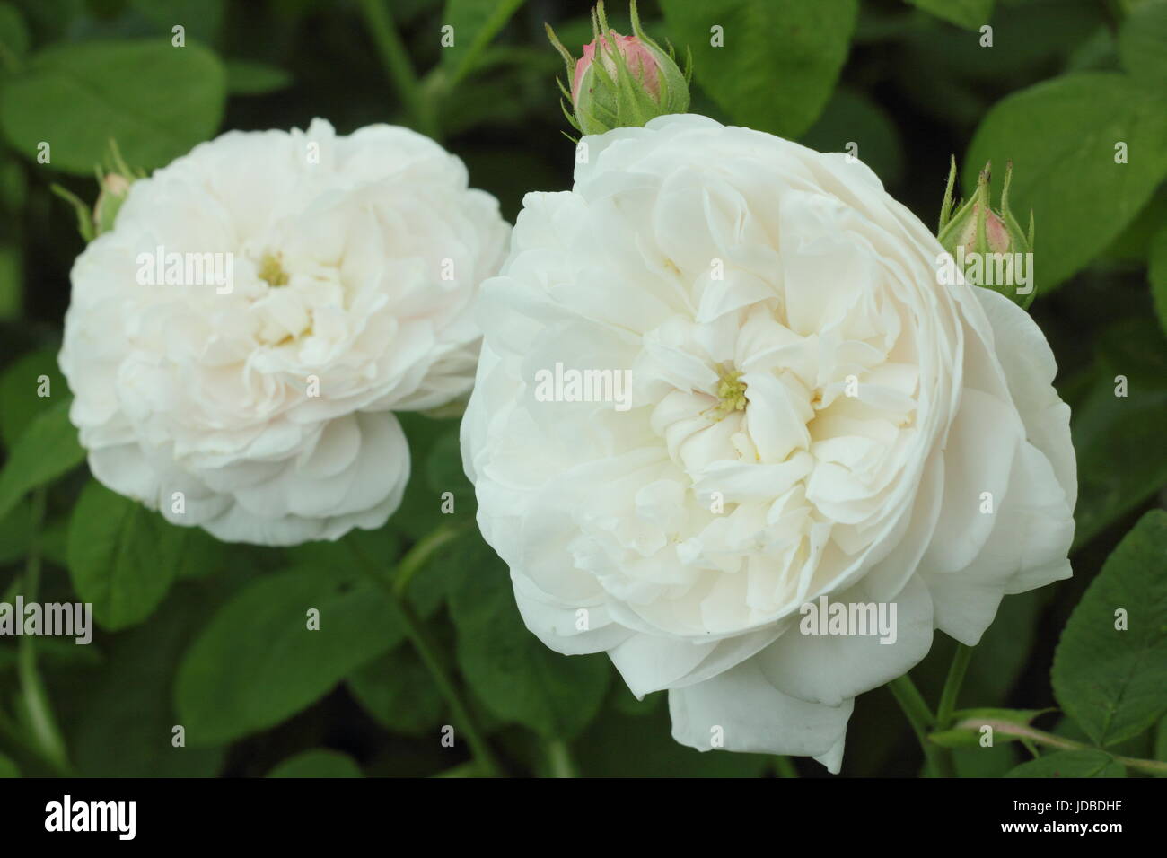 Rosa 'Madame Zoetmans", una vecchia varietà, fragrante, damasco rosa, in piena fioritura in un giardino inglese in giugno, Regno Unito Foto Stock